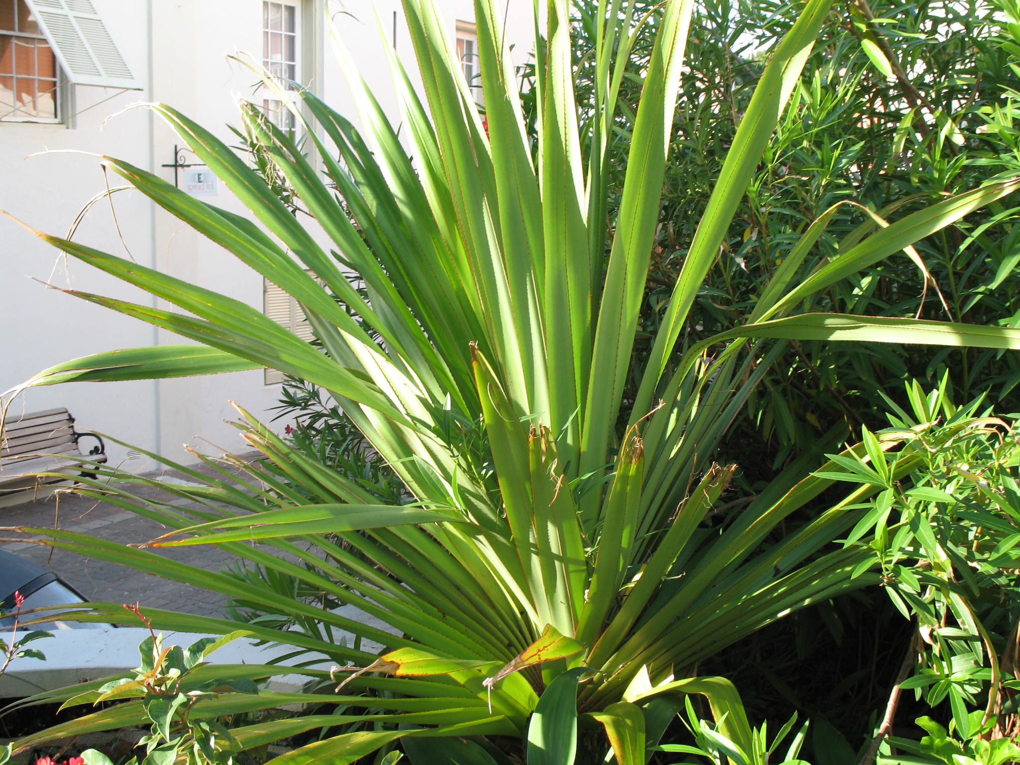 Pandanus utilis / Screw Pine