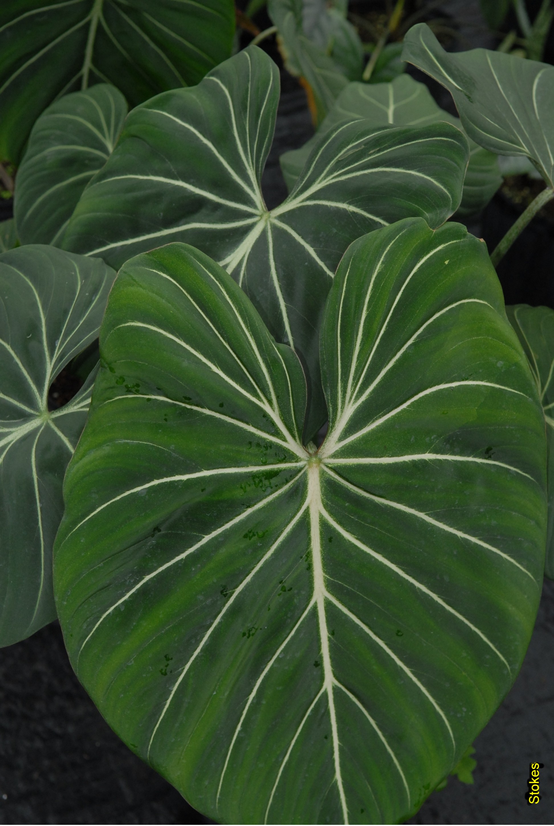 Philodendron 'Gloriosum'  / Philodendron 'Gloriosum' 