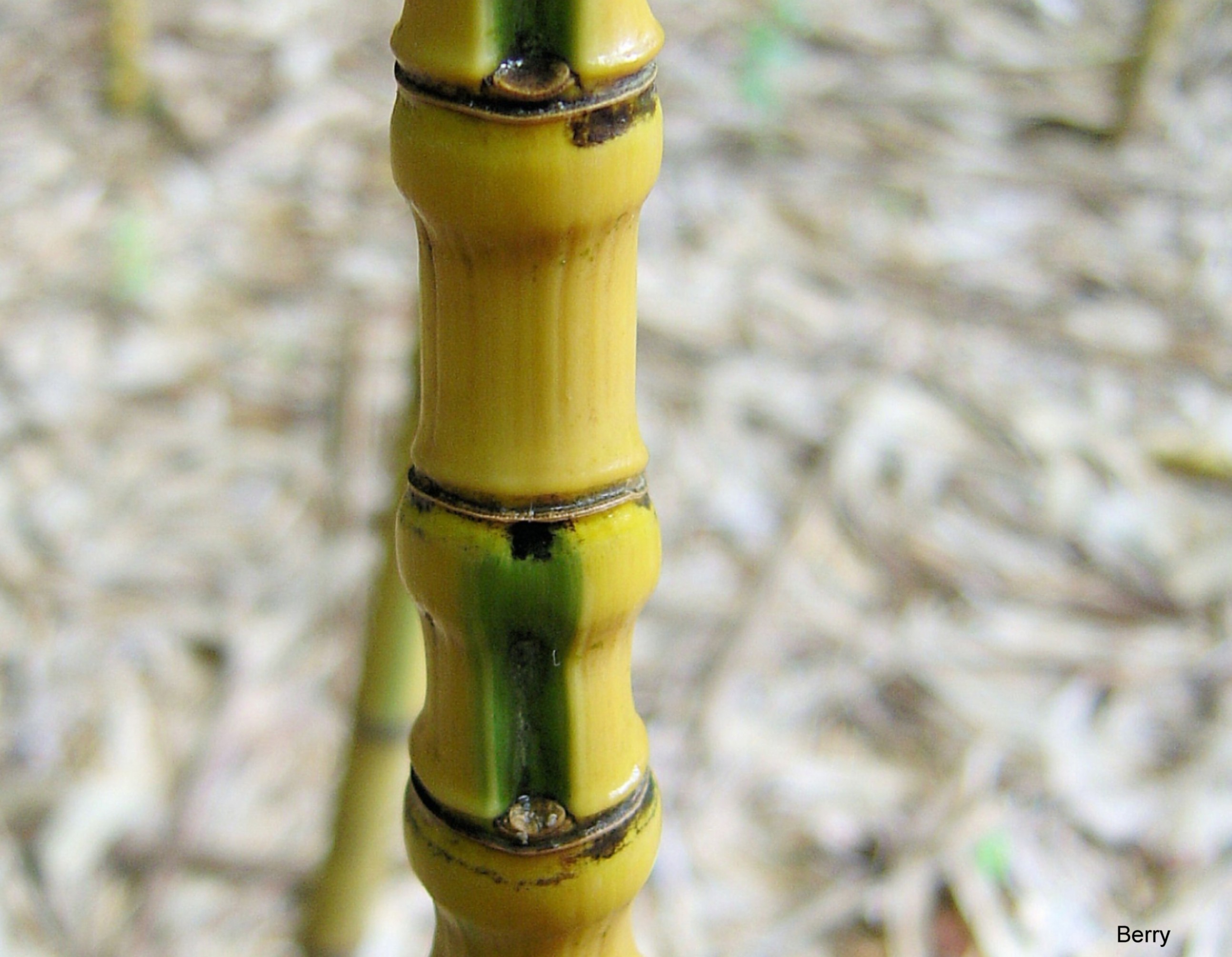 Phyllostachys aurea 'Koi'   / Golden Bamboo