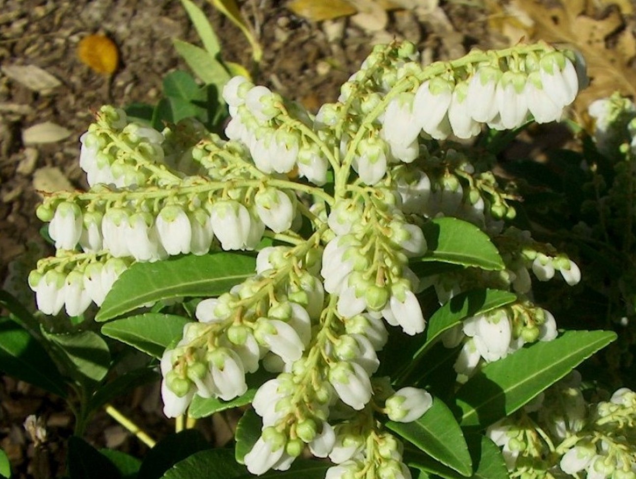 Pieris japonica 'Temple Bells'  / Pieris japonica 'Temple Bells' 