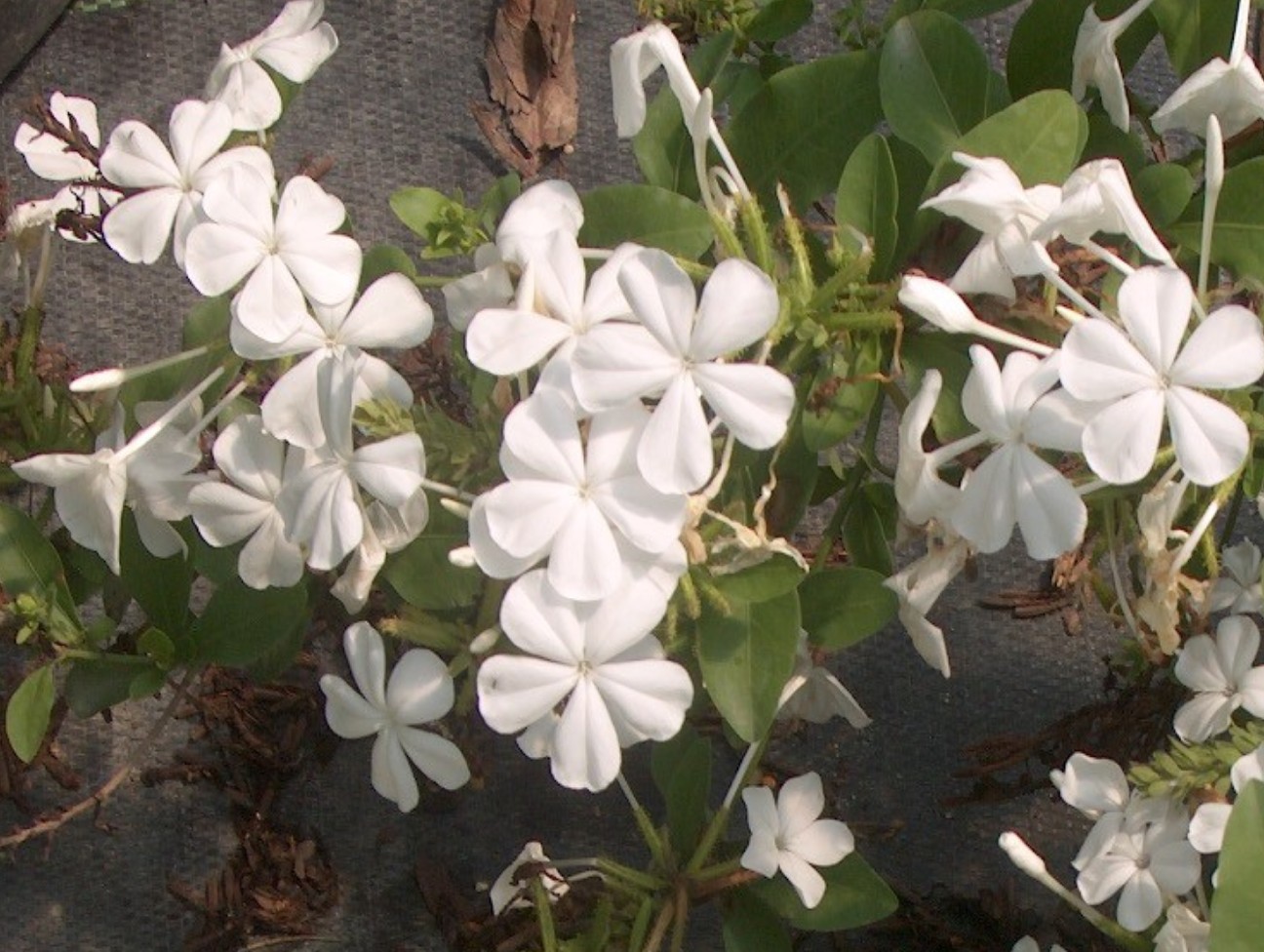 Plumbago auriculata 'Alba'  / White Plumbago