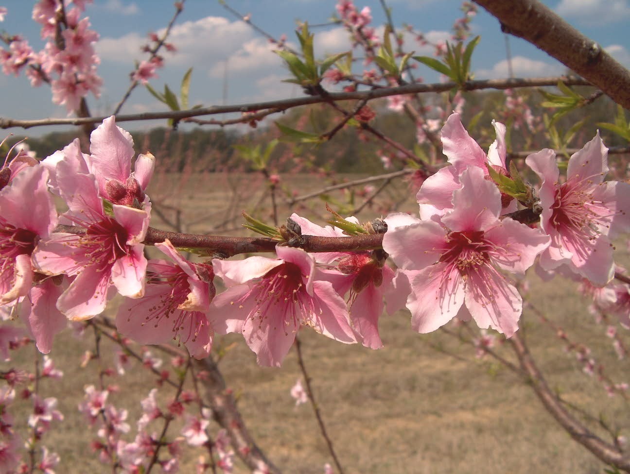 Prunus persica  / Prunus persica 