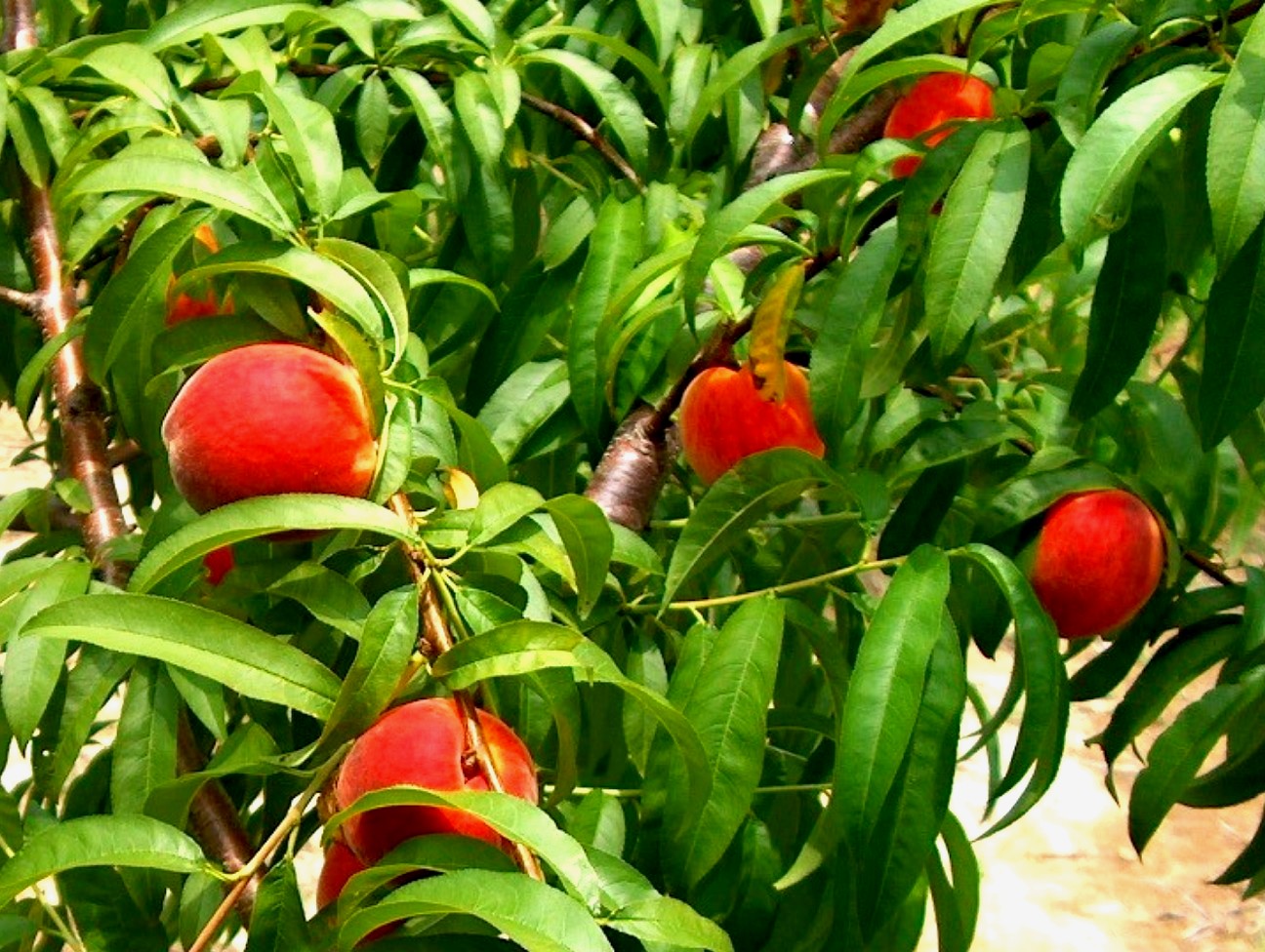 Prunus persica 'Gulf King' / Prunus persica 'Gulf King'