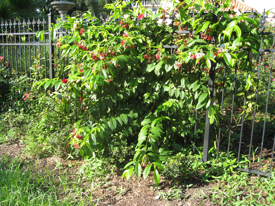 Quisqualis indica  / Rangoon Creeper