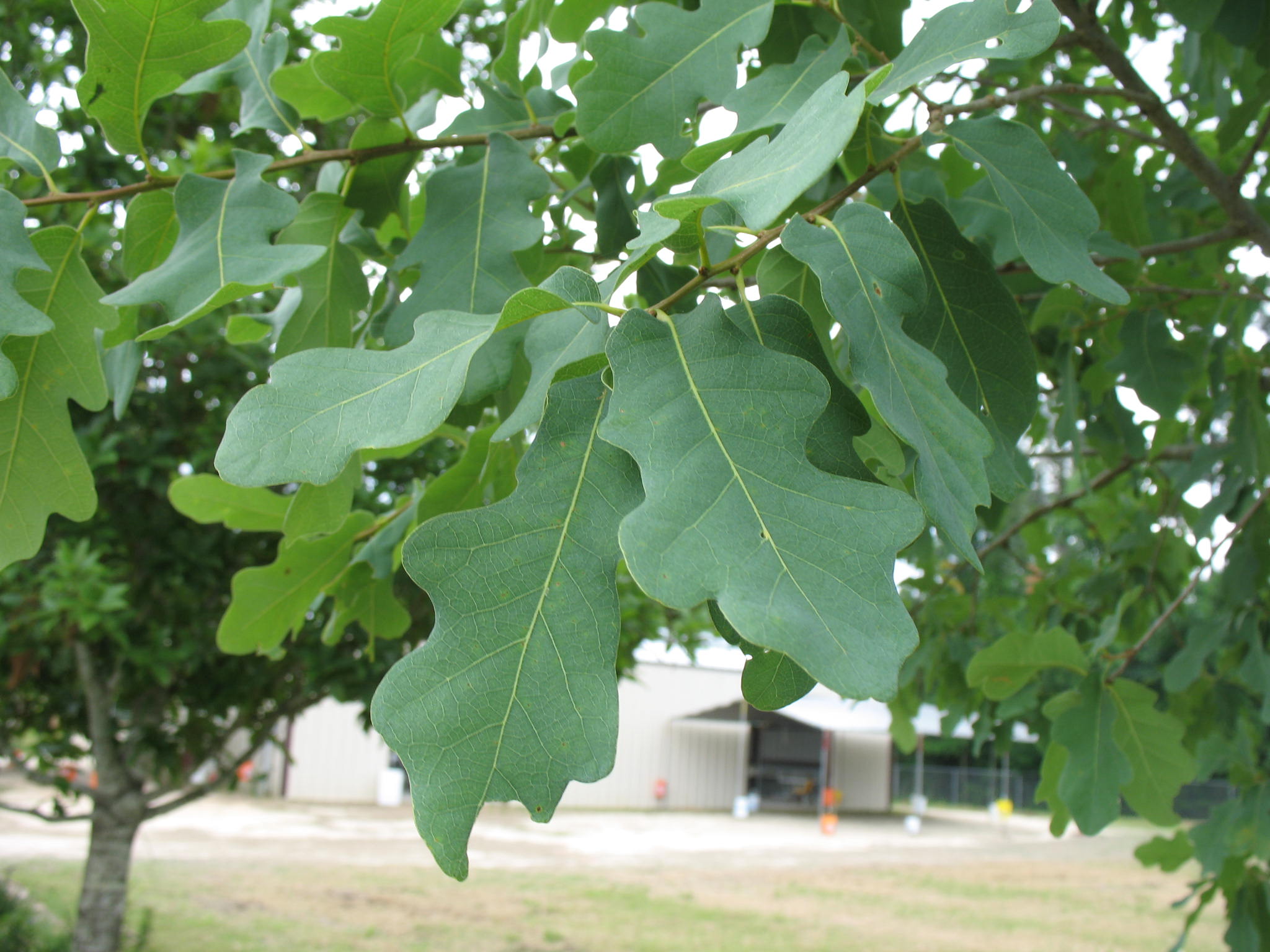 Quercus laceyi  / Lacey Oak