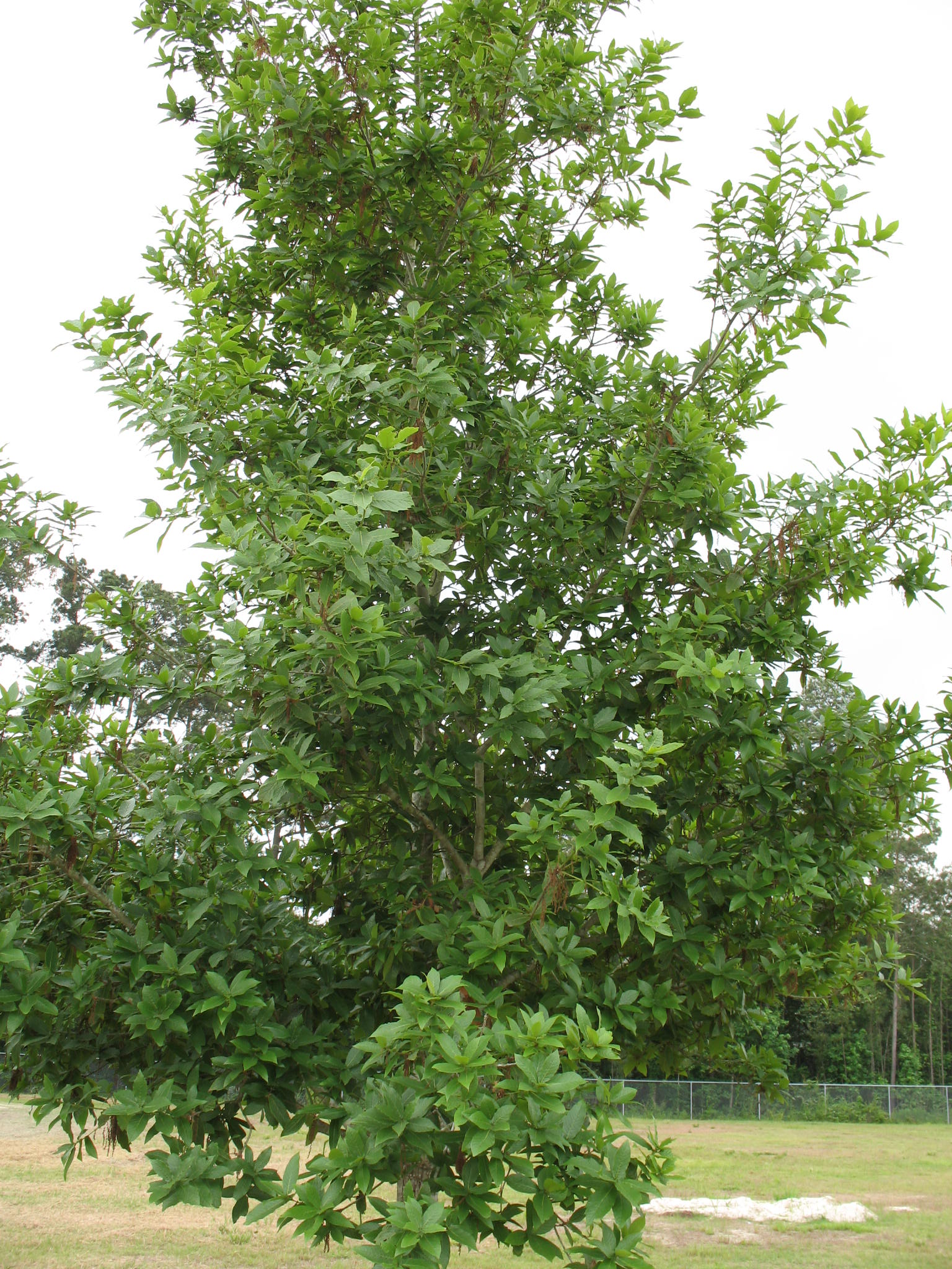 Quercus rhysophylla  / Loquat Leaf Oak