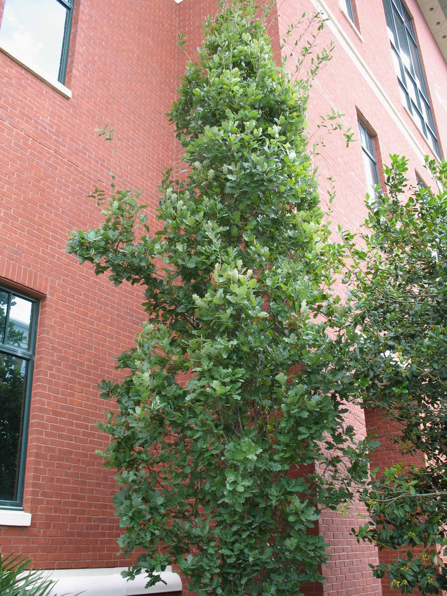 Quercus robusta  / Robust Oak