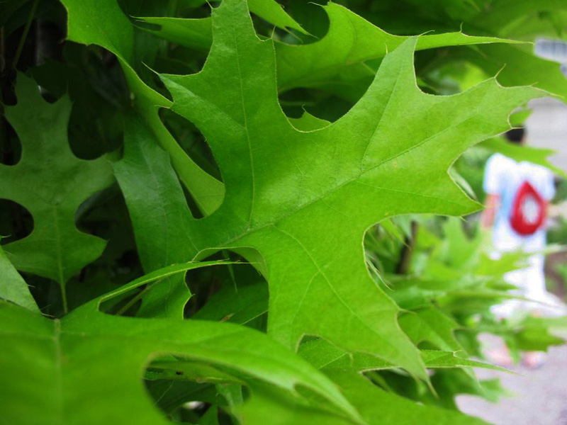 Quercus palustris 'Pringreen'   / Green Pillar Pin Oak