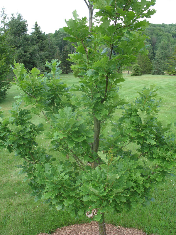 Quercus robur  'Fastigiata'  / English Oak