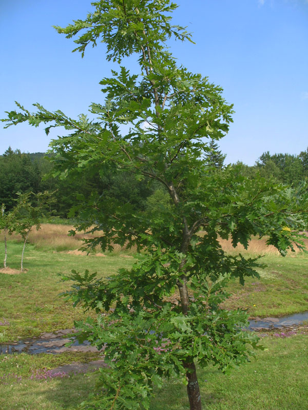 Quercus castaneifolia   / Quercus castaneifolia  