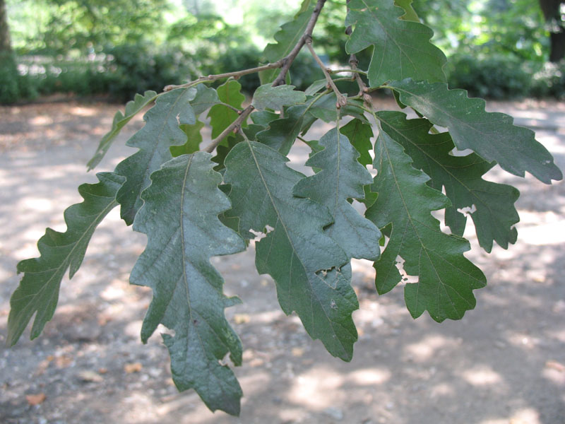 Quercus cerris   / Turkey Oak, European Turkey Oak