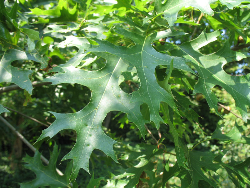 Quercus coccinea   / Scarlet oak