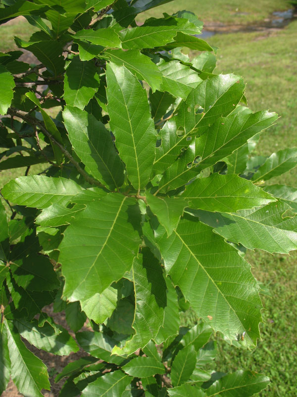 Quercus variabilis   / Oriental Oak