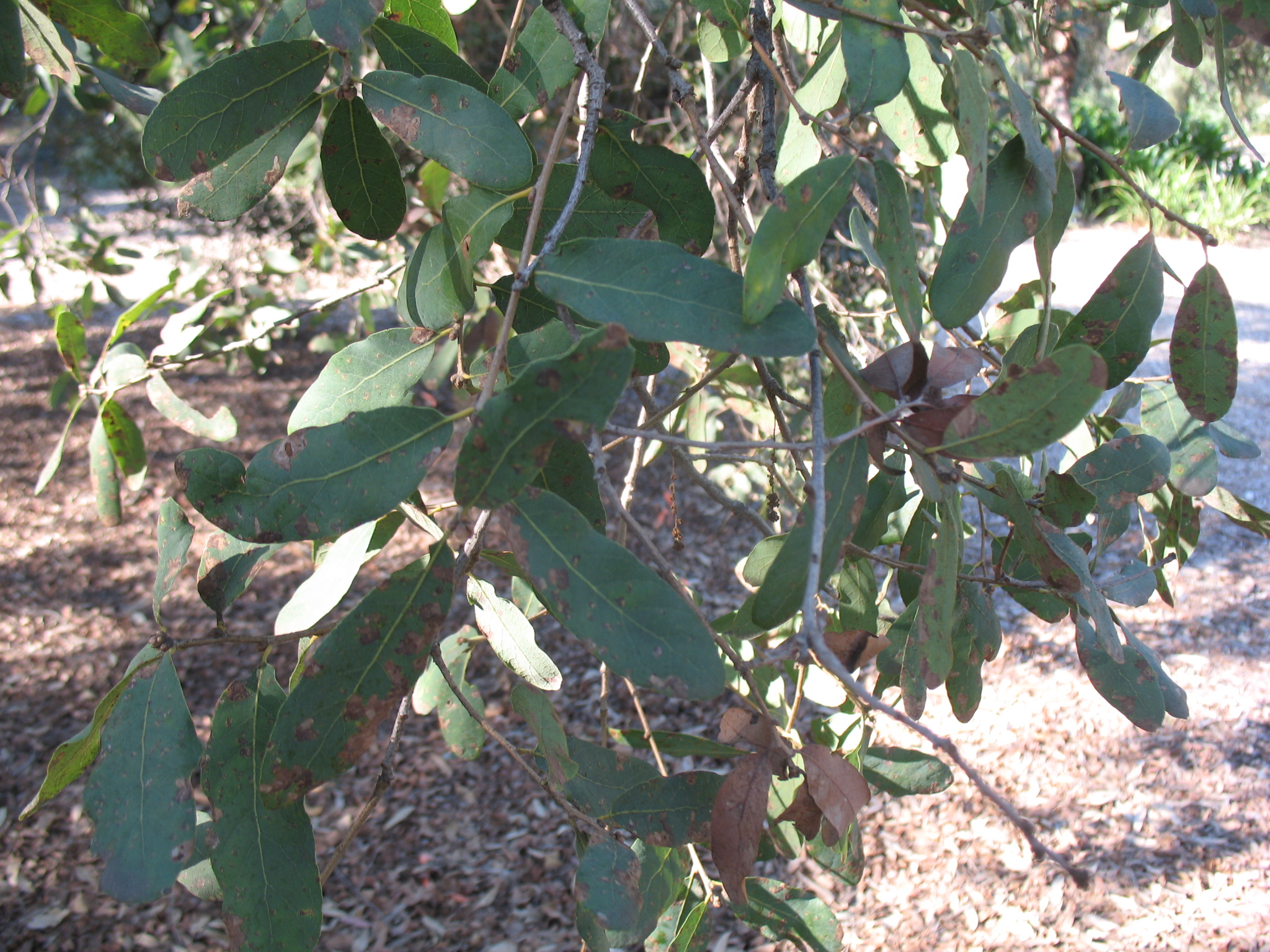 Quercus engelmannii  / Engelmann Oak, Mesa Oak, Mesa Live Oak