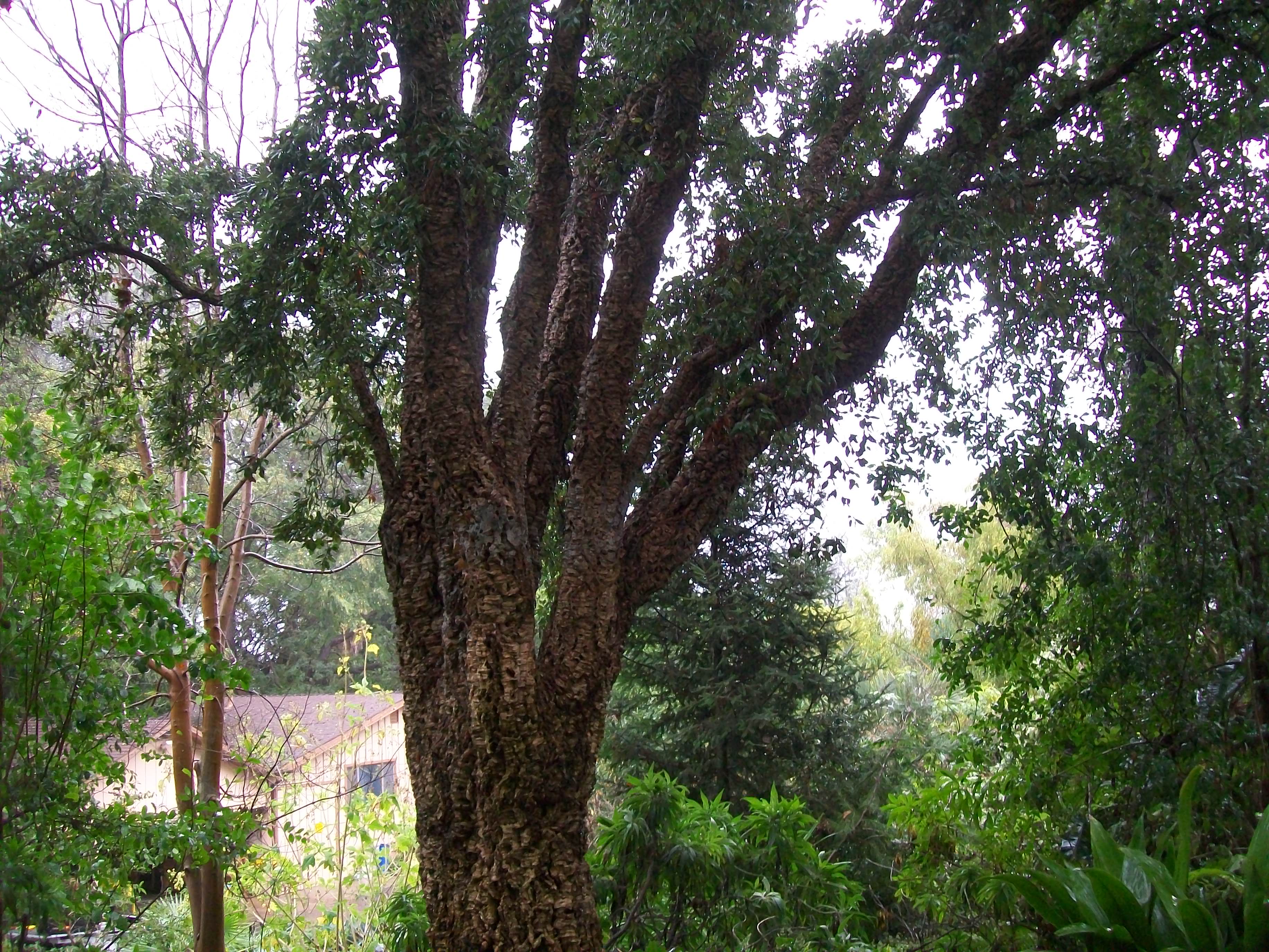 Quercus suber / Quercus suber