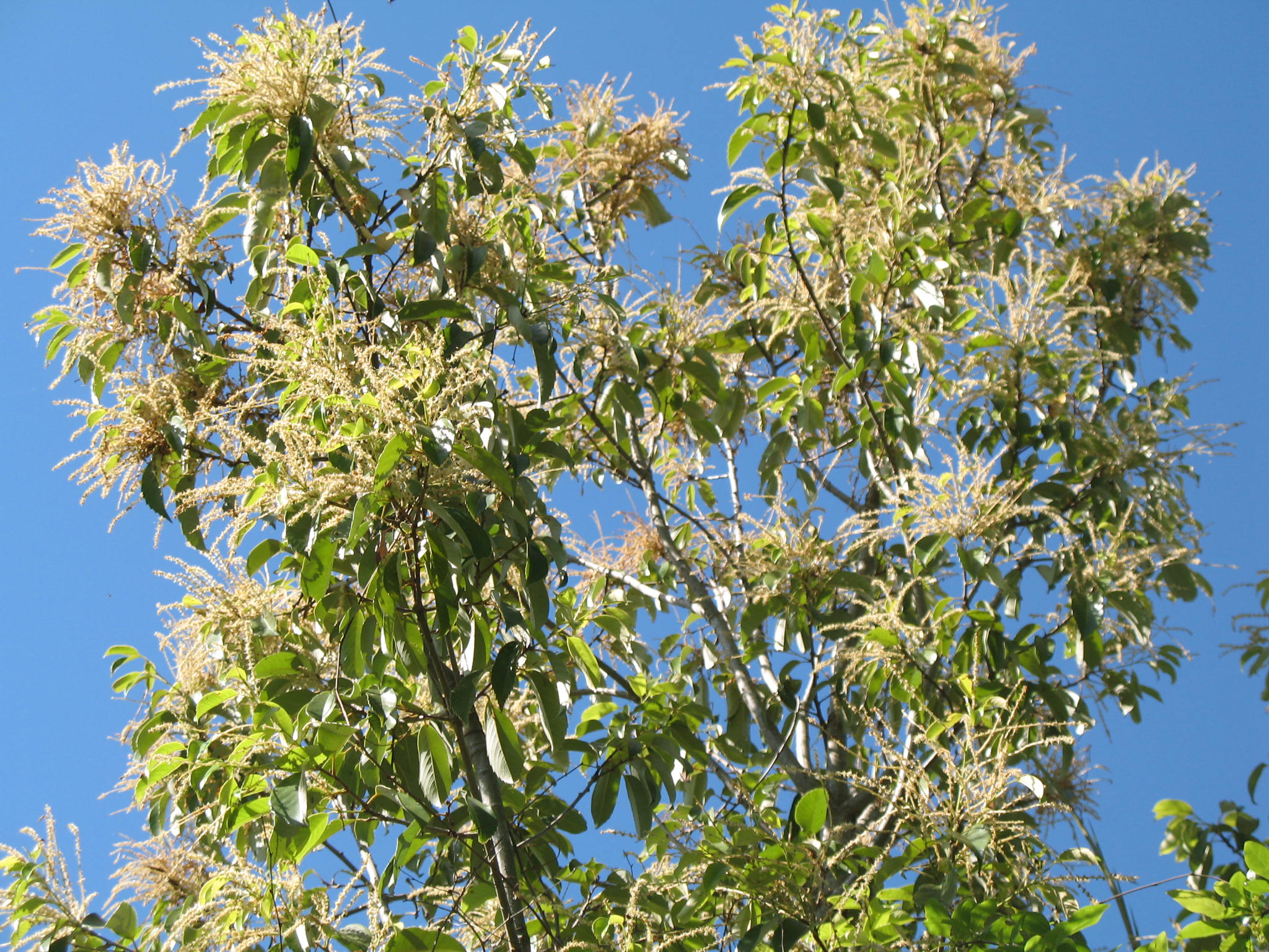 Quercus acuta  / Japanese Evergreen Oak