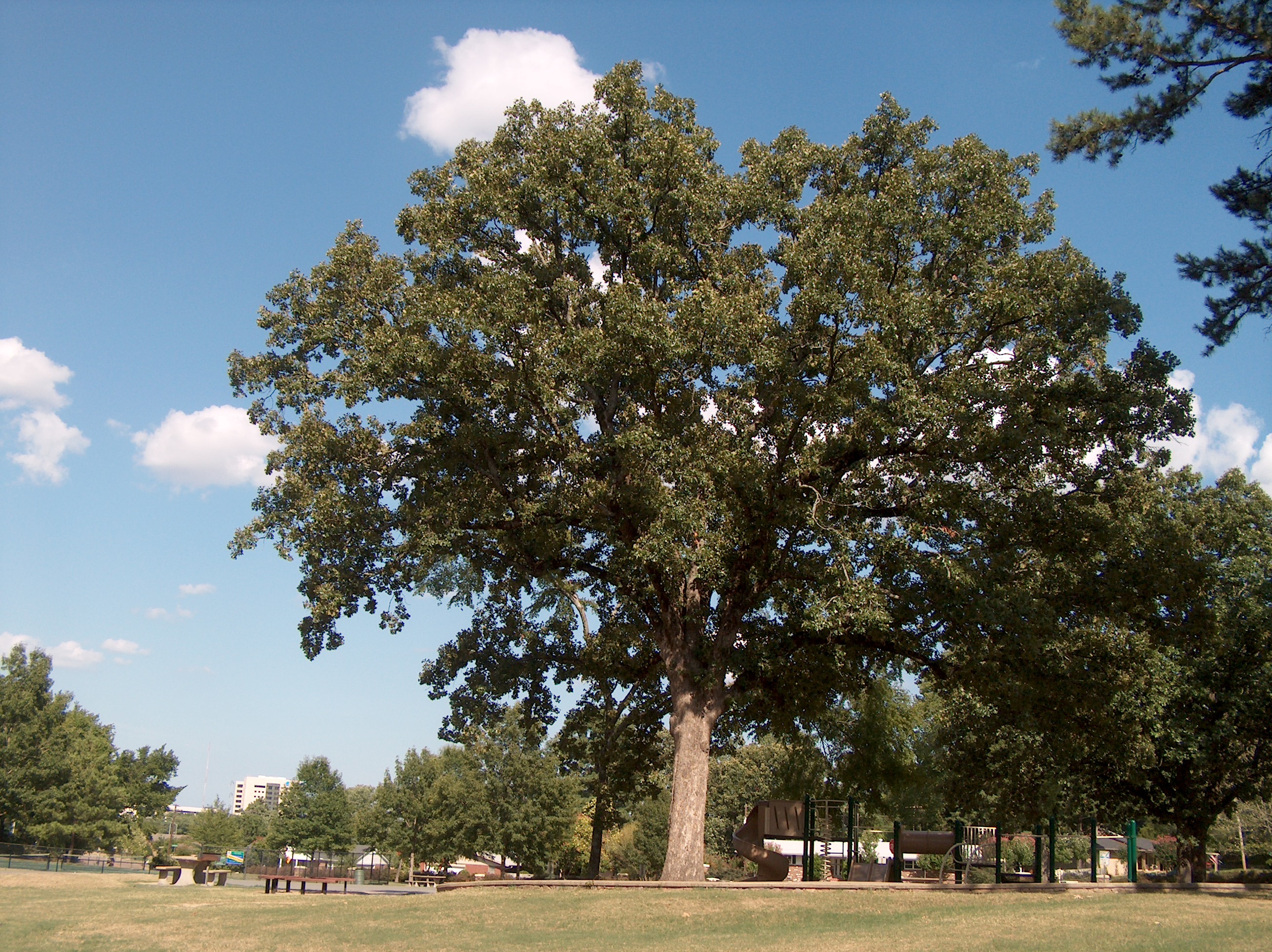 Quercus alba / White Oak