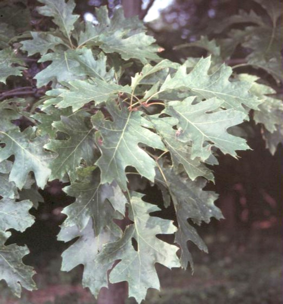 Quercus borealis / Northern Red Oak