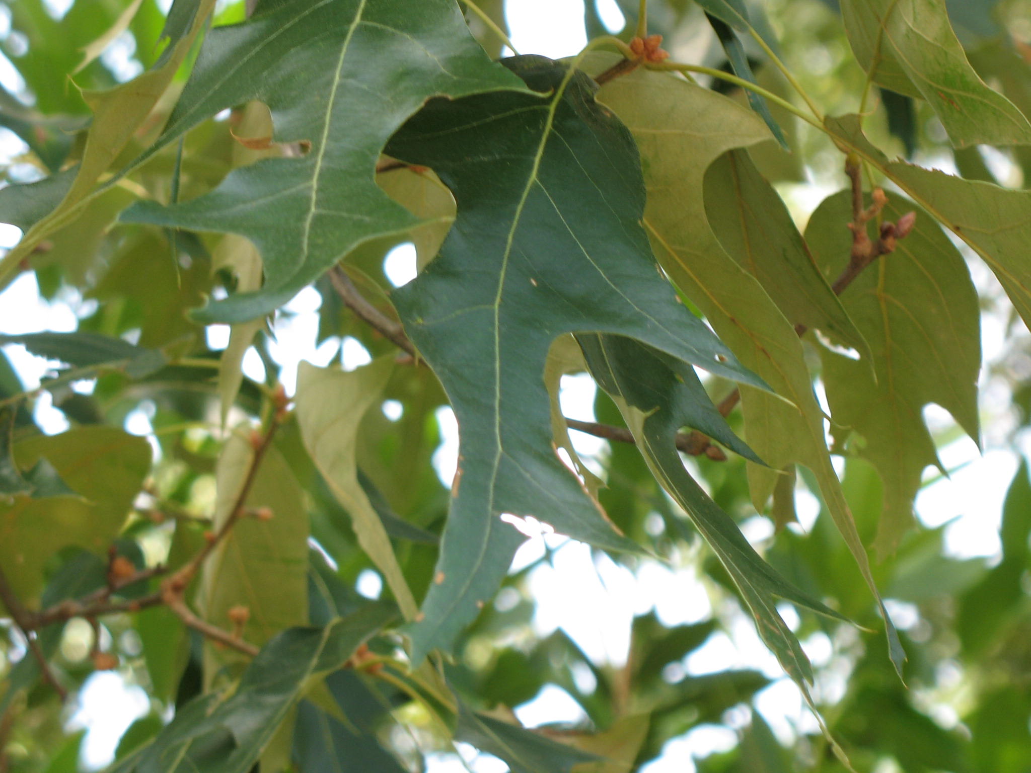 Quercus falcata  / Quercus falcata 