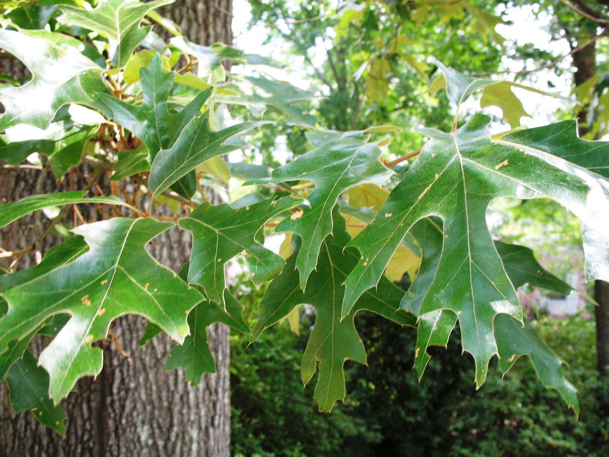 Quercus falcata var. pagodifolia  / Cherry Bark Oak