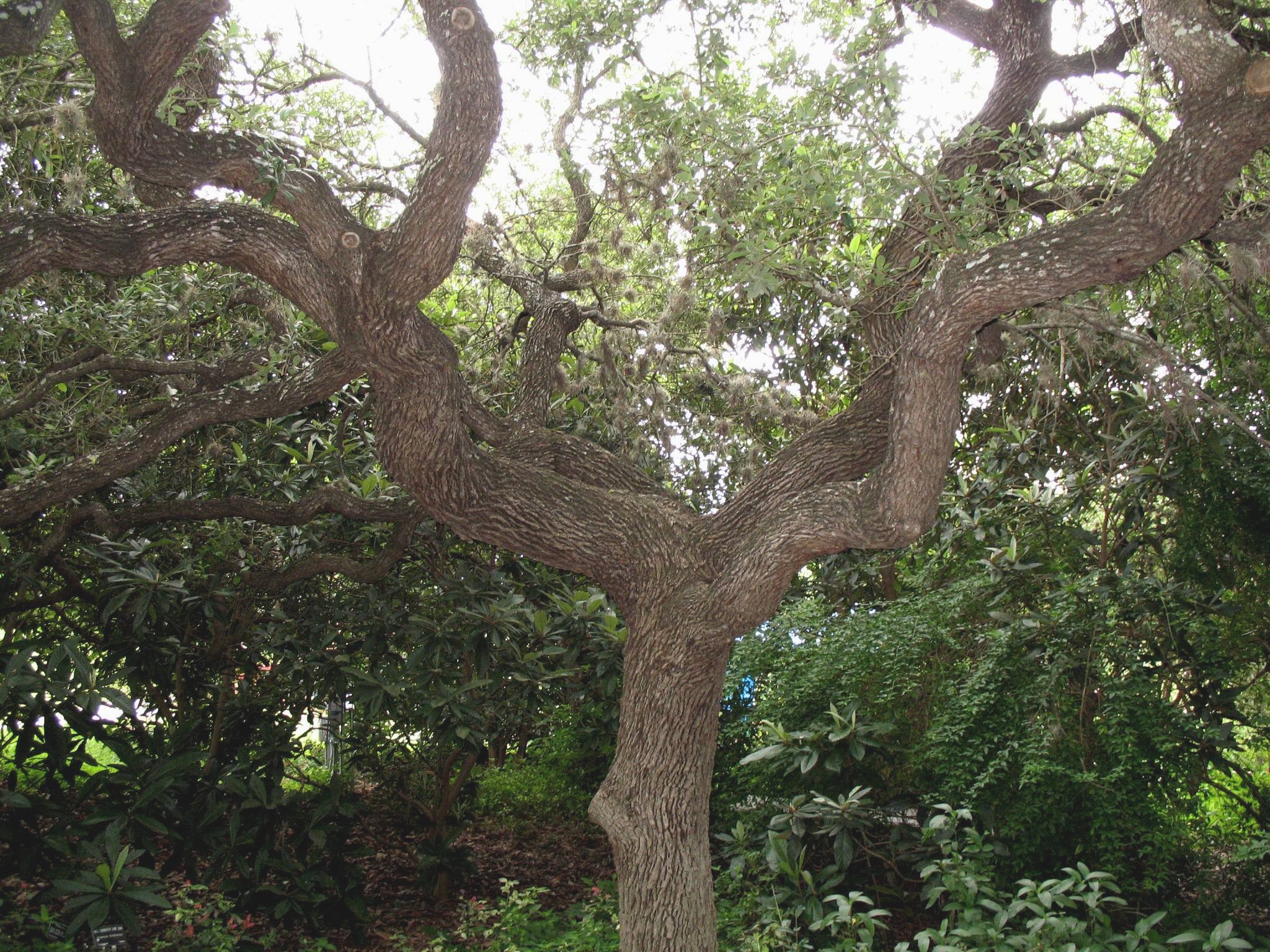 Quercus fusiform  / Quercus fusiform 