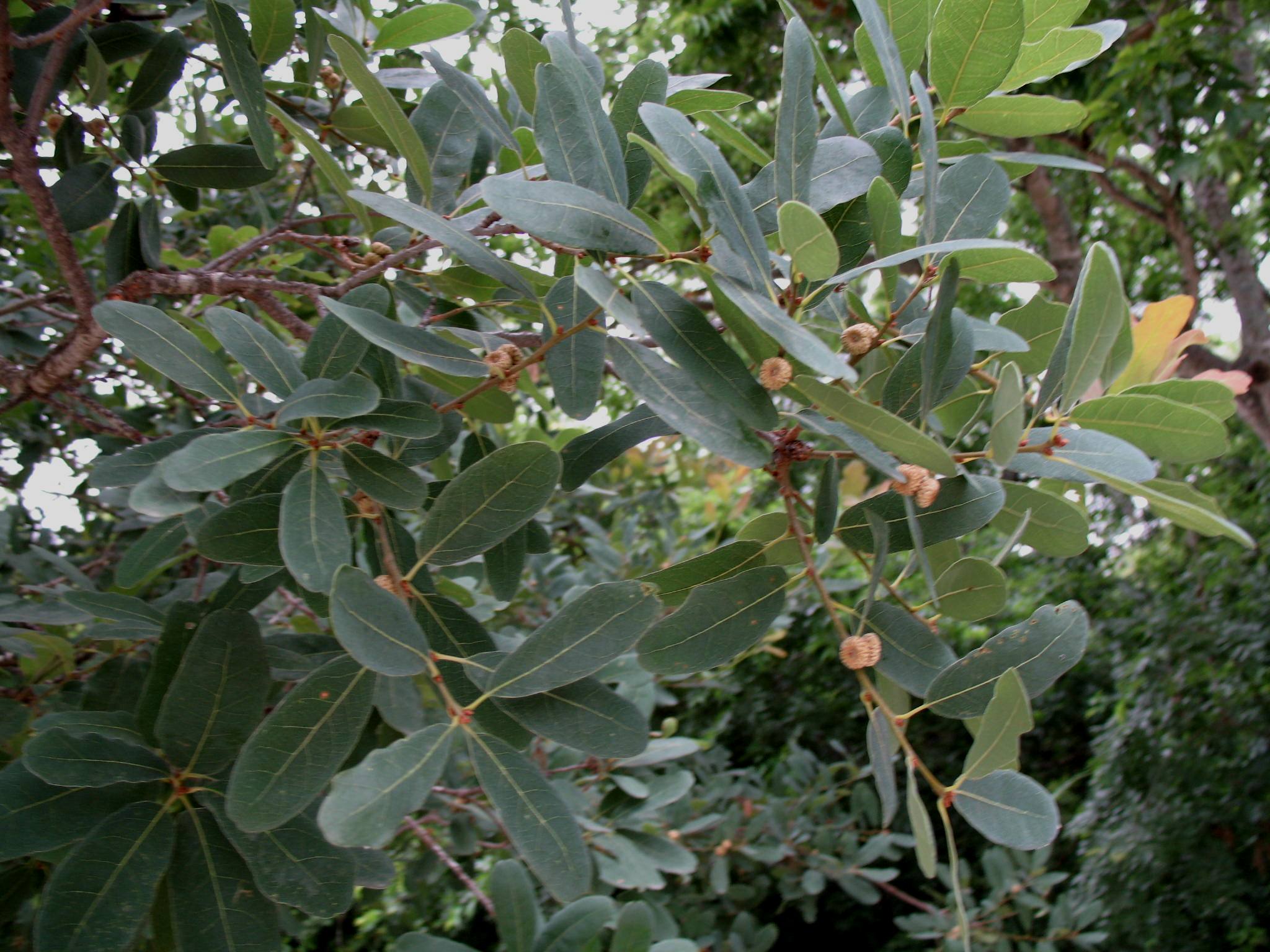Quercus glaucoides  / Lacey Oak