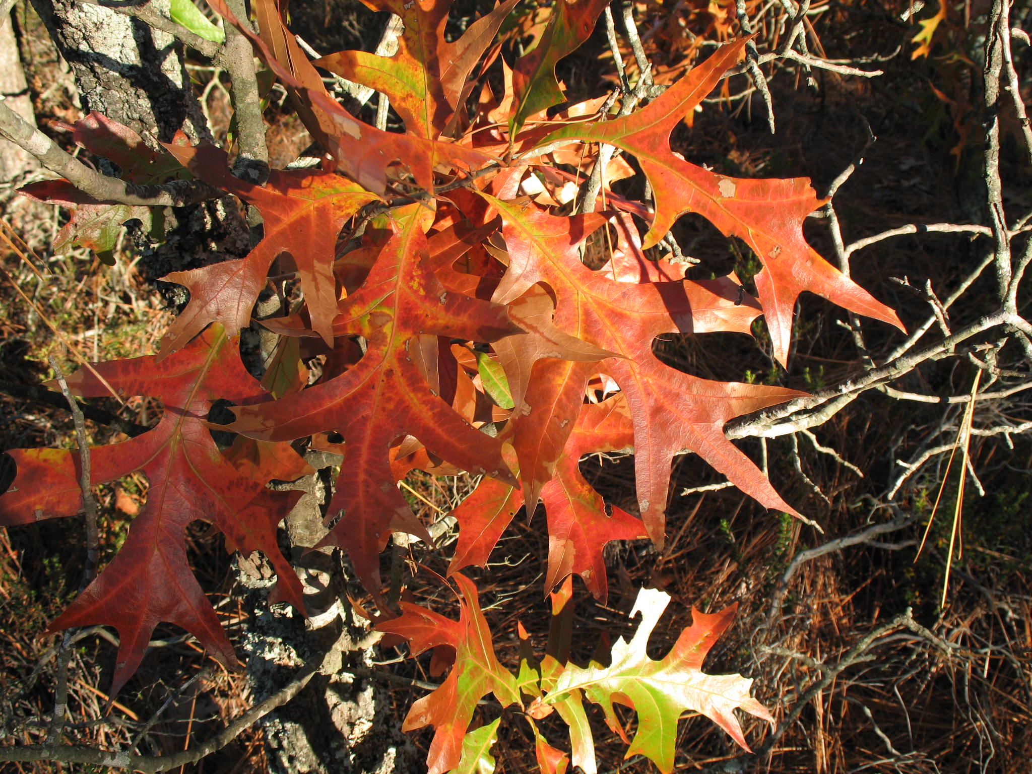 Quercus laevis  / Turkey Oak