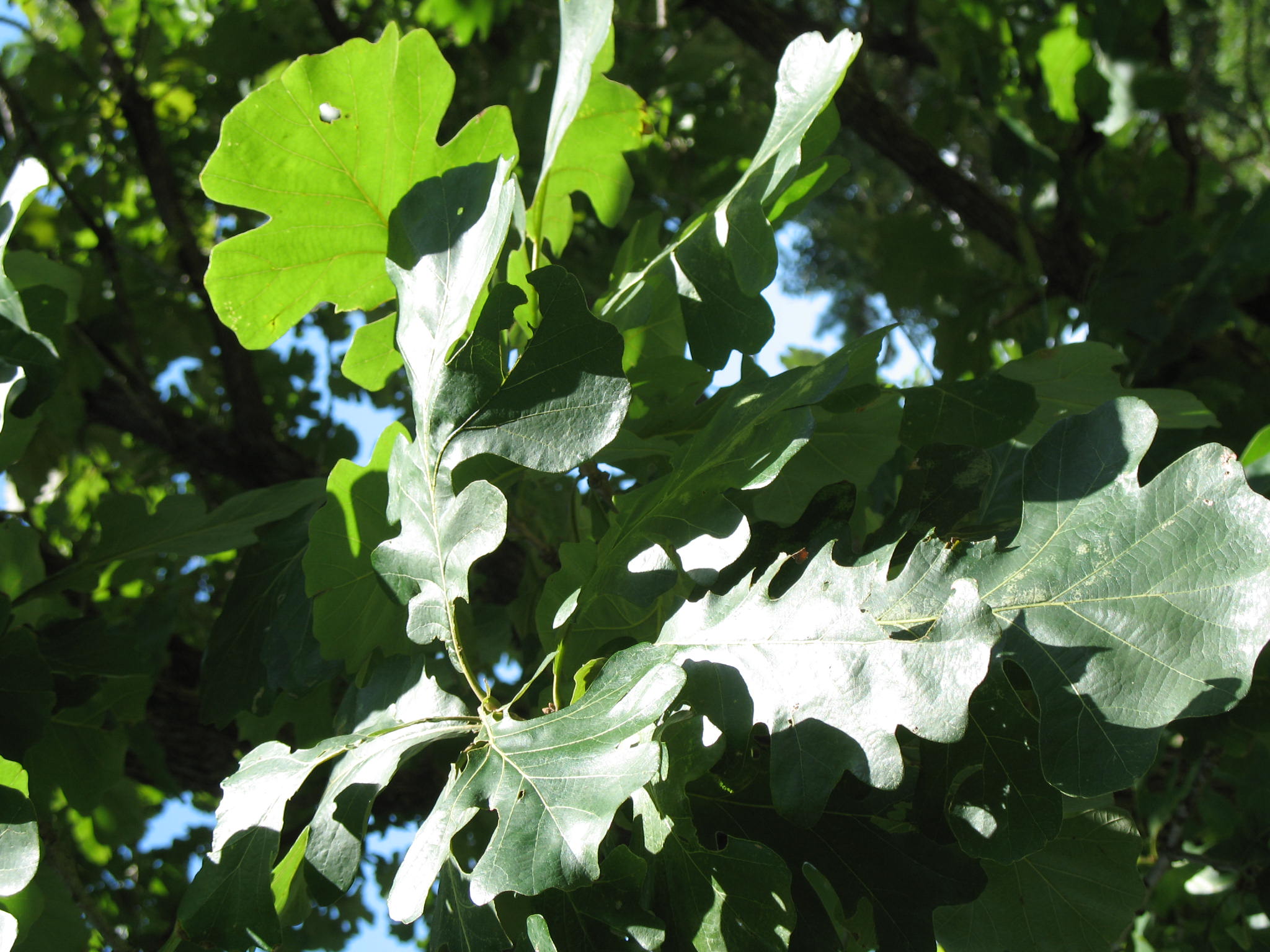Quercus lyrata  / Overcup Oak