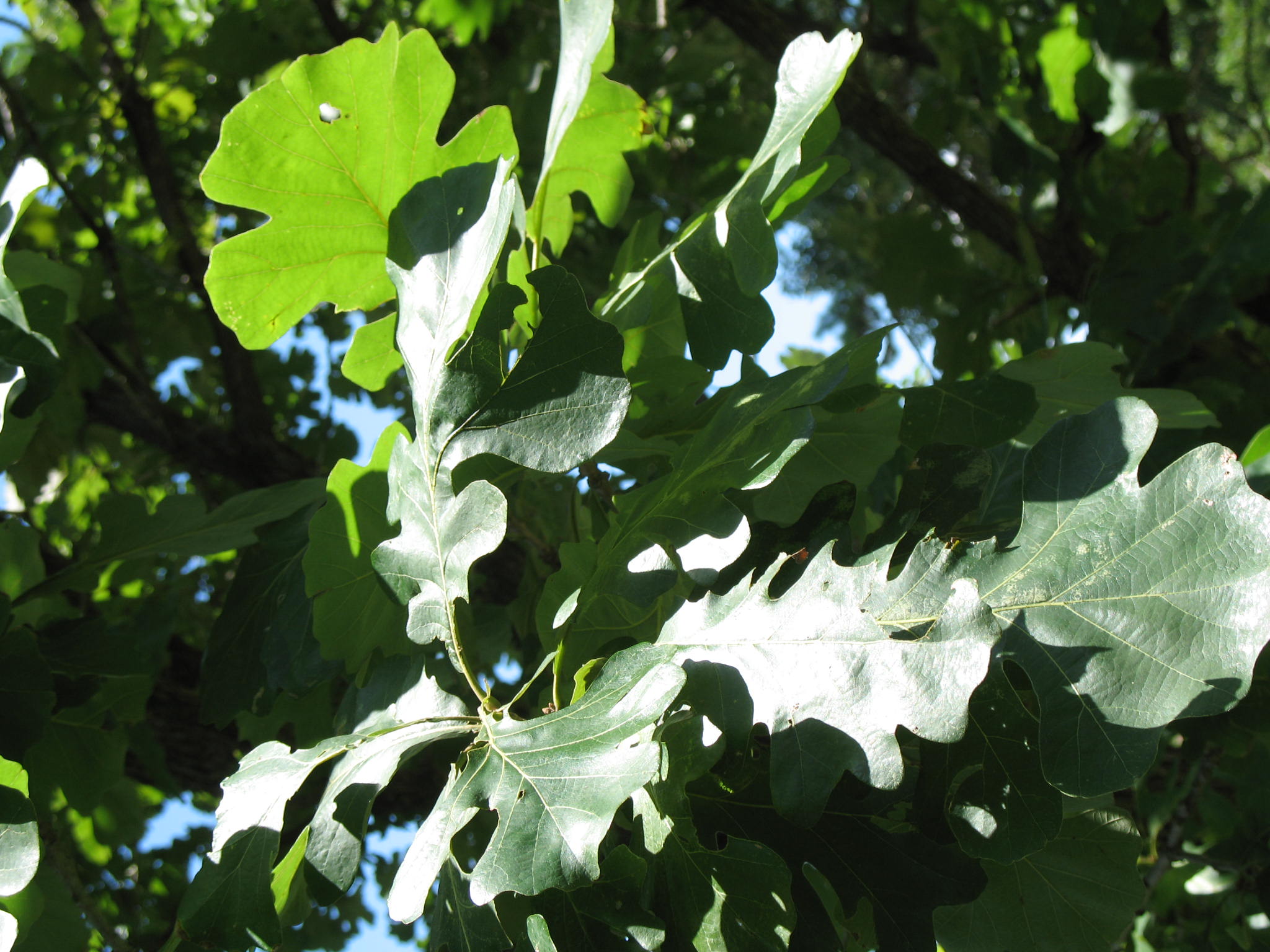 Quercus lyrata  / Quercus lyrata 