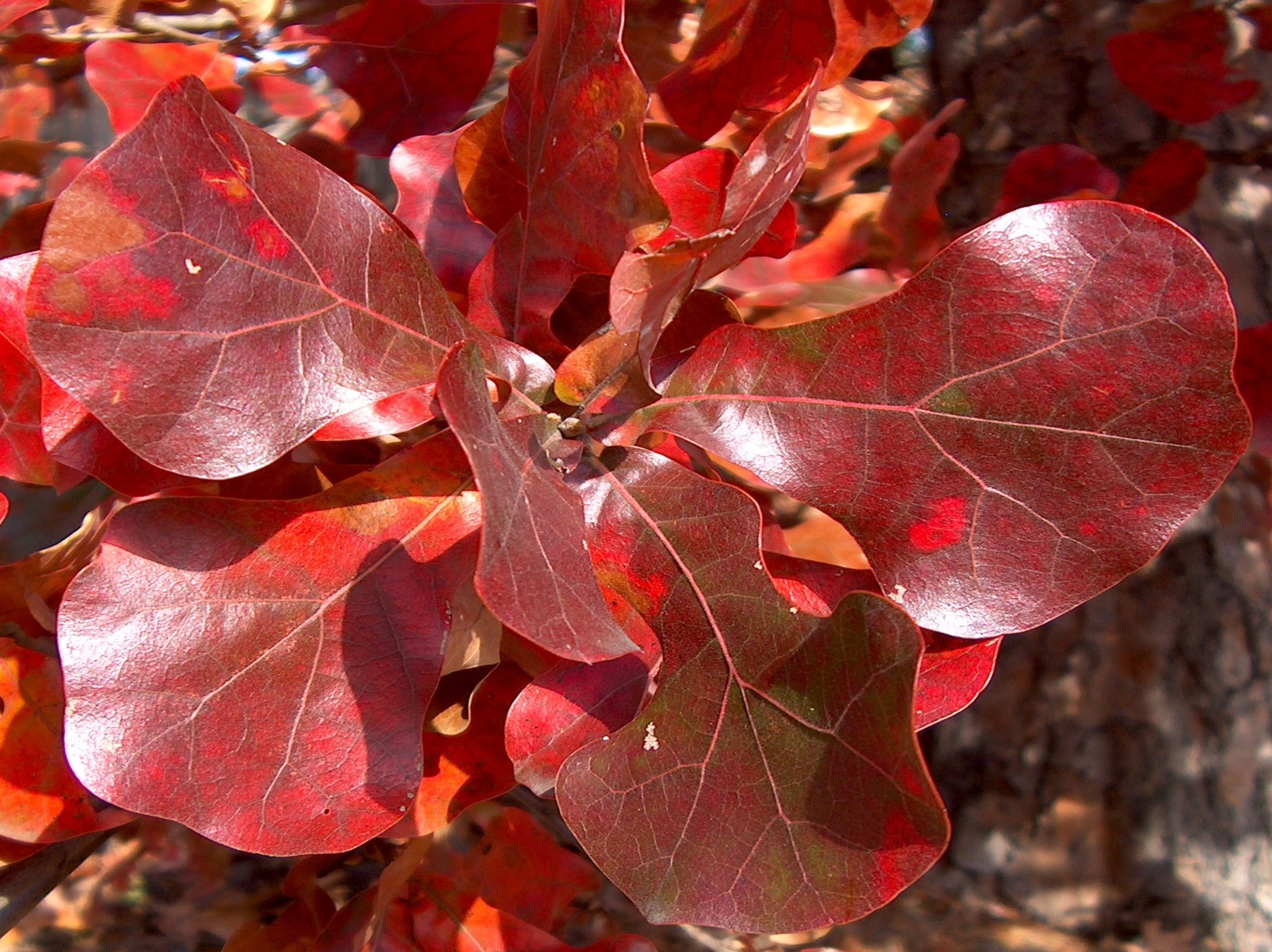 Quercus marilandica  / Blackjack Oak