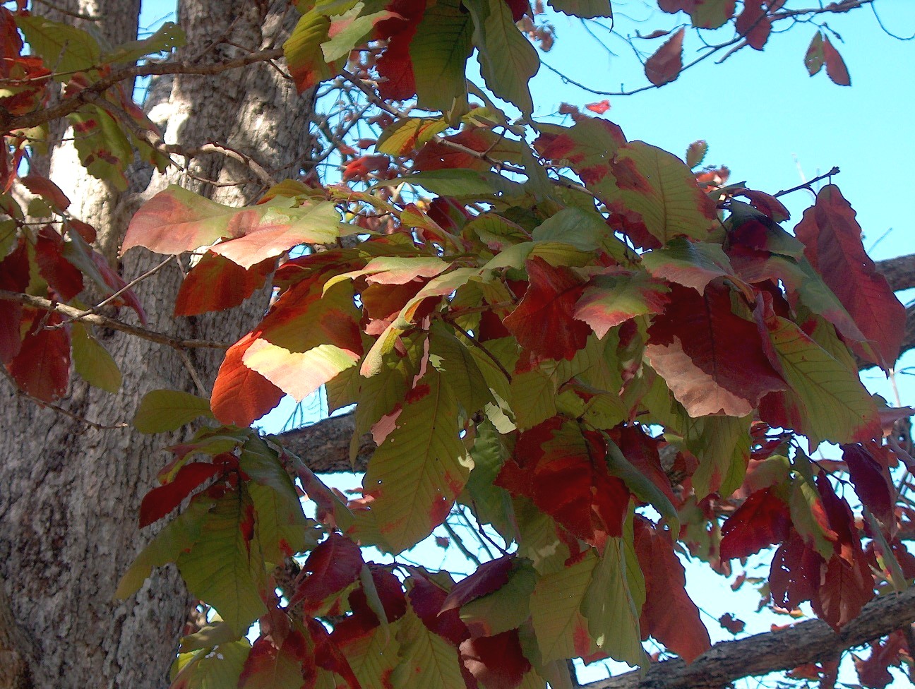 Quercus michauxii / Cow Oak