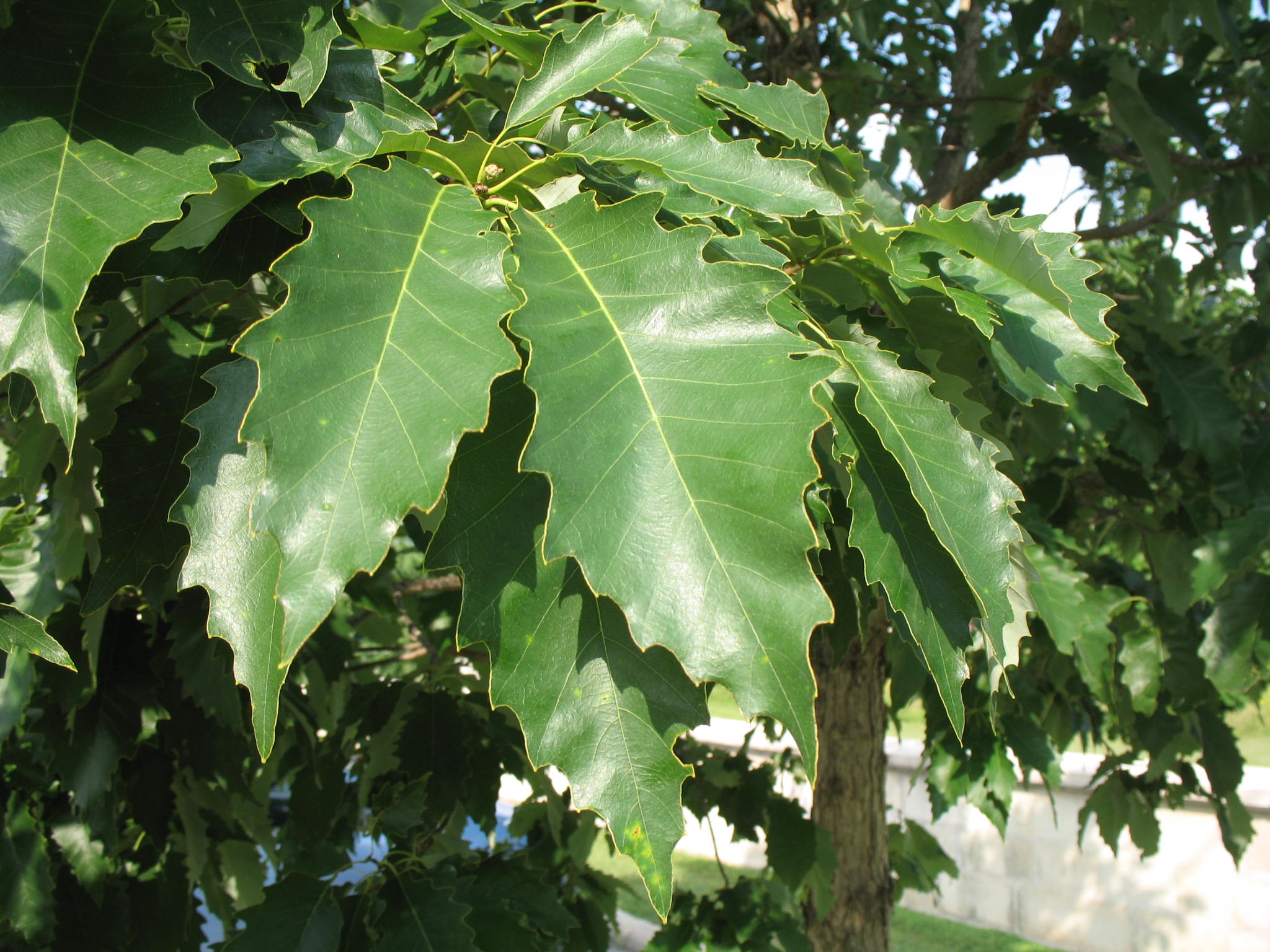 Quercus muehlenbergii  / Quercus muehlenbergii 