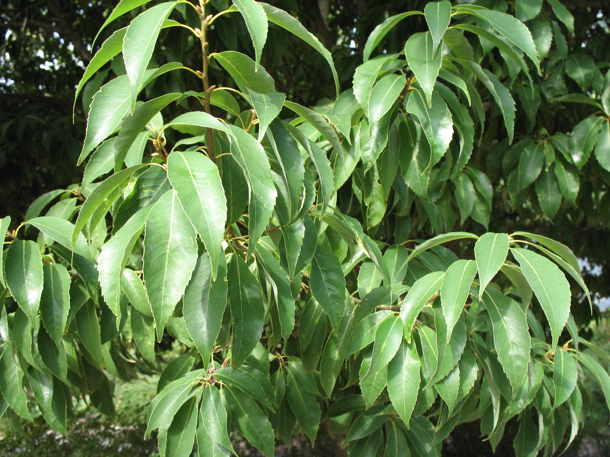 Quercus myrsinifolia   / Quercus myrsinifolia  