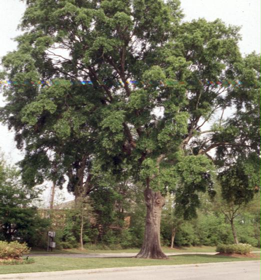Quercus nigra / Water Oak