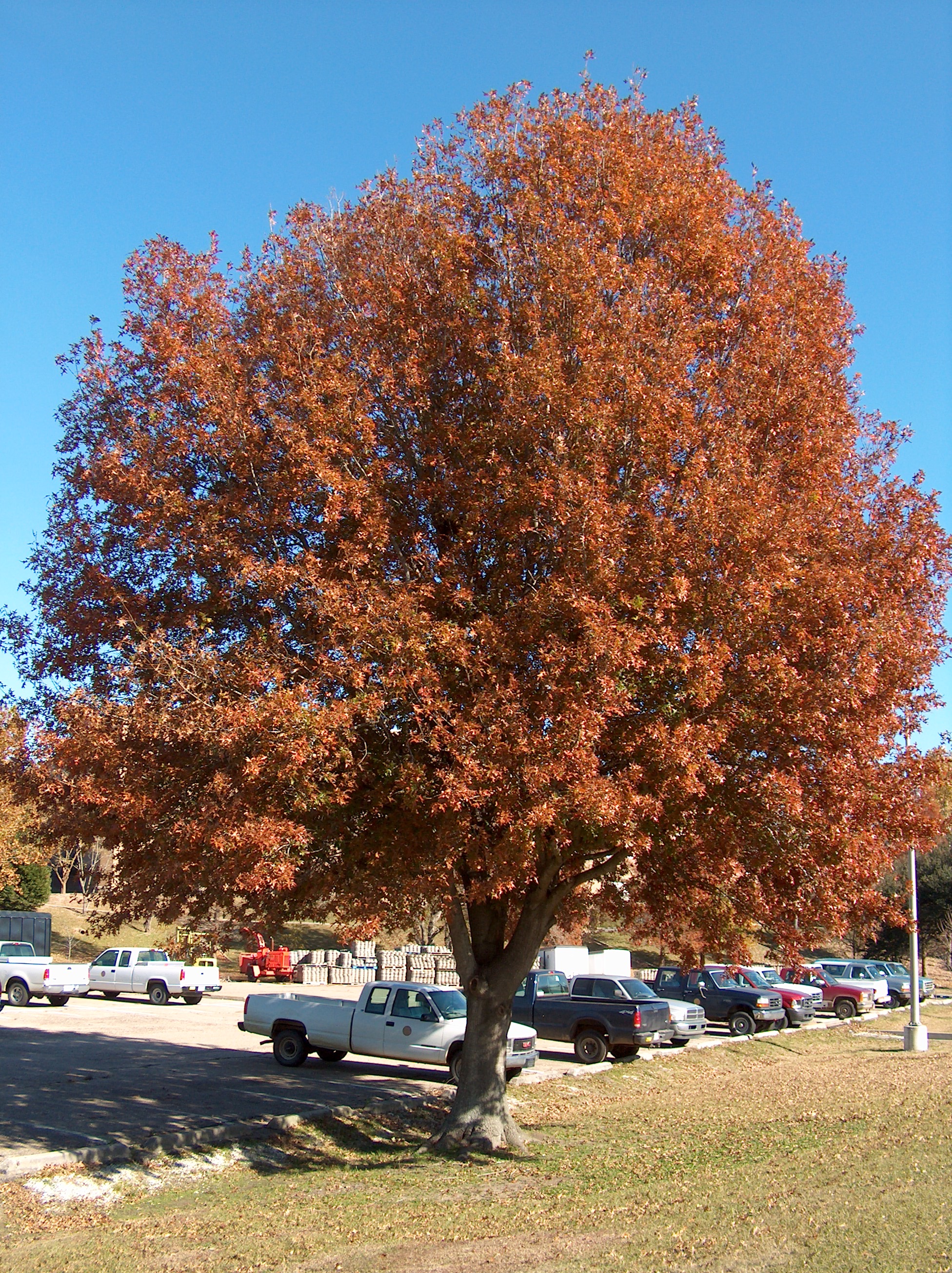 Quercus nuttallii  / Nuttall Oak