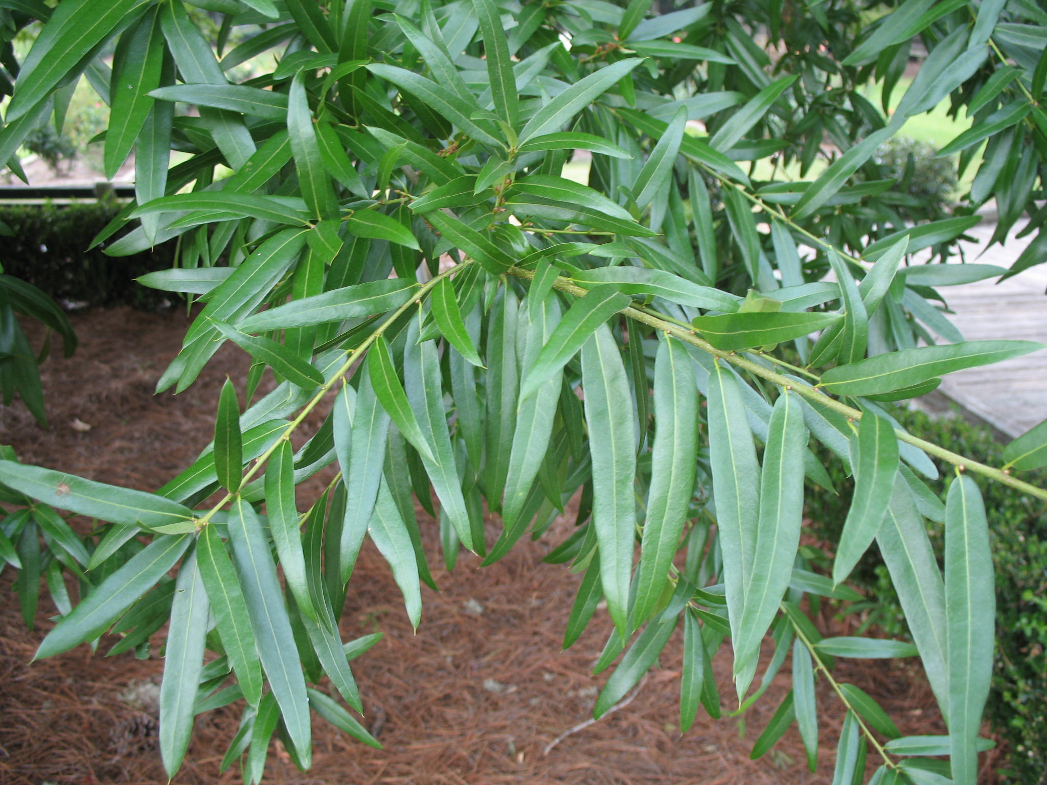 Online Plant Guide - Quercus phellos / Willow Oak
