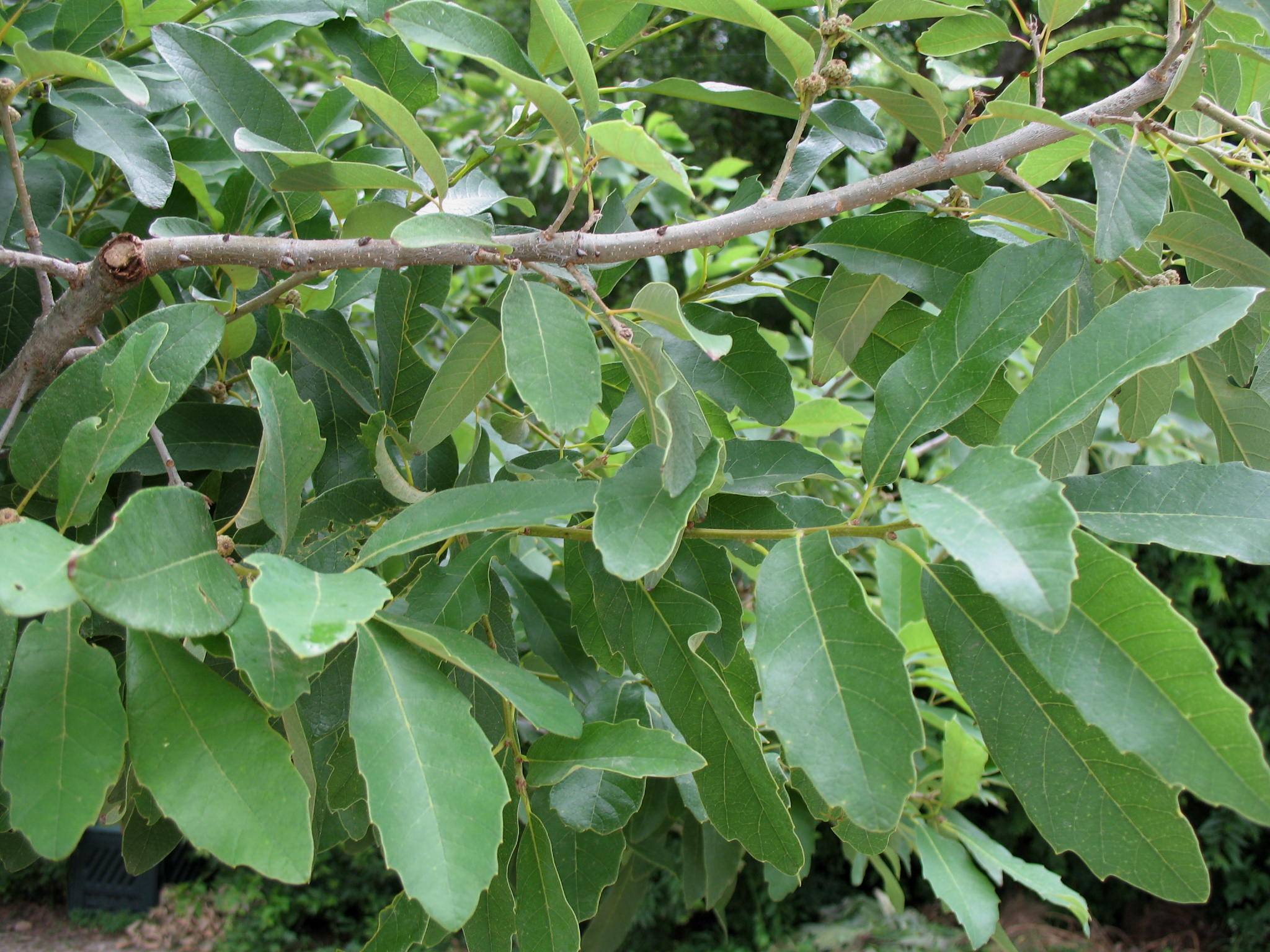 Quercus polymorpha  / Mexican Live Oak