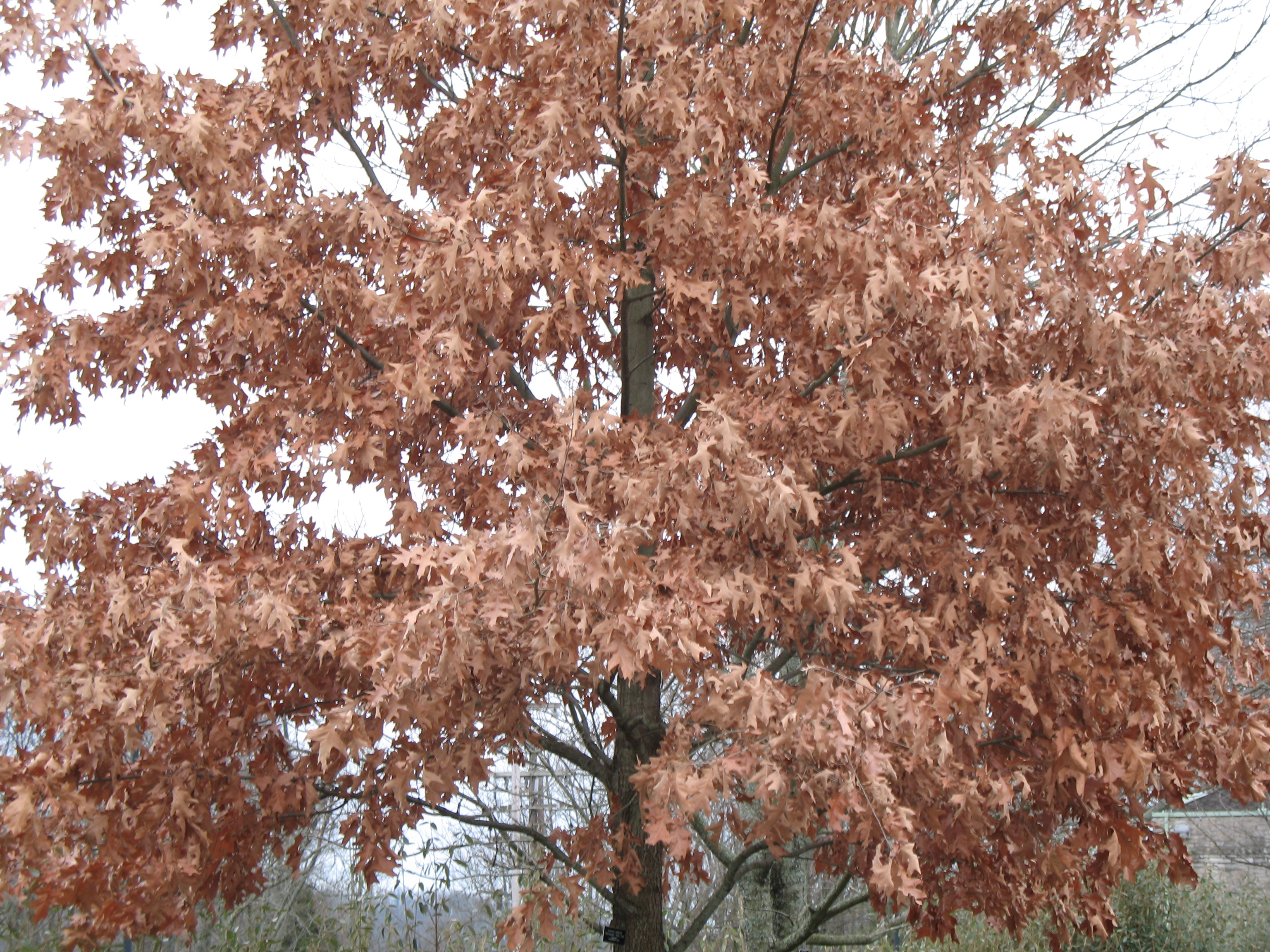 Quercus rubra / Quercus rubra