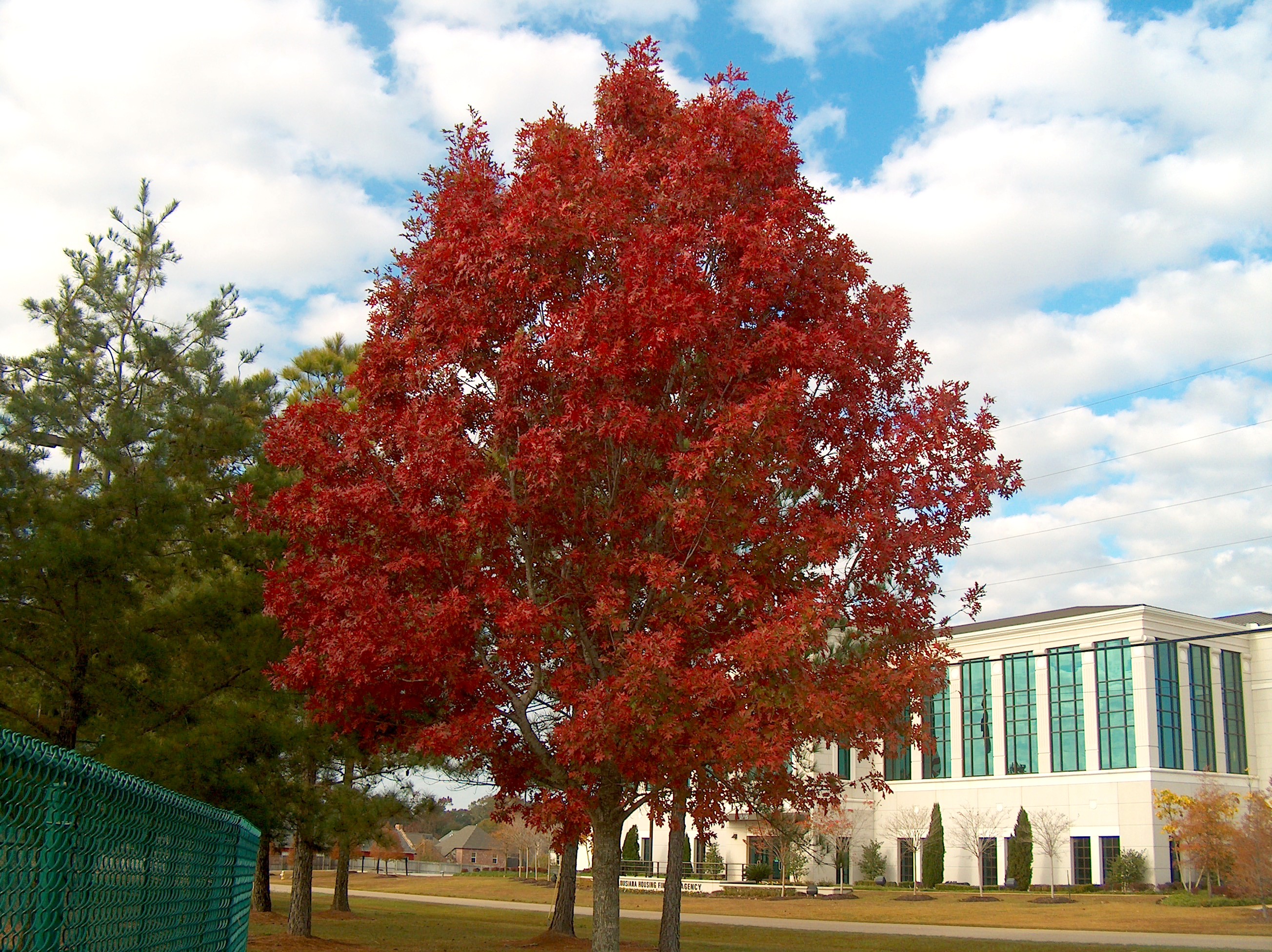 Quercus shumardii / Shumard Oak