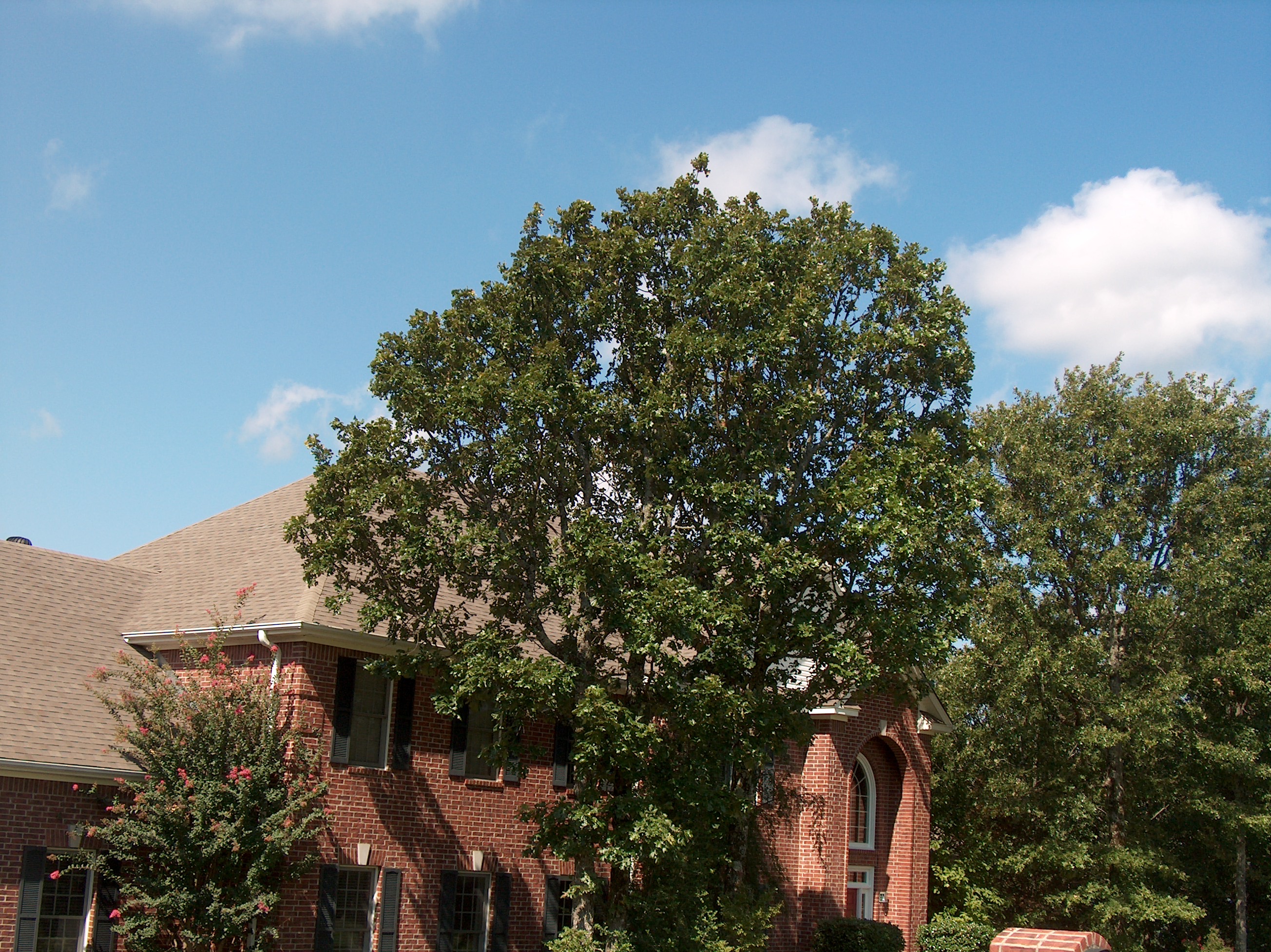 Quercus stellata  / Post Oak