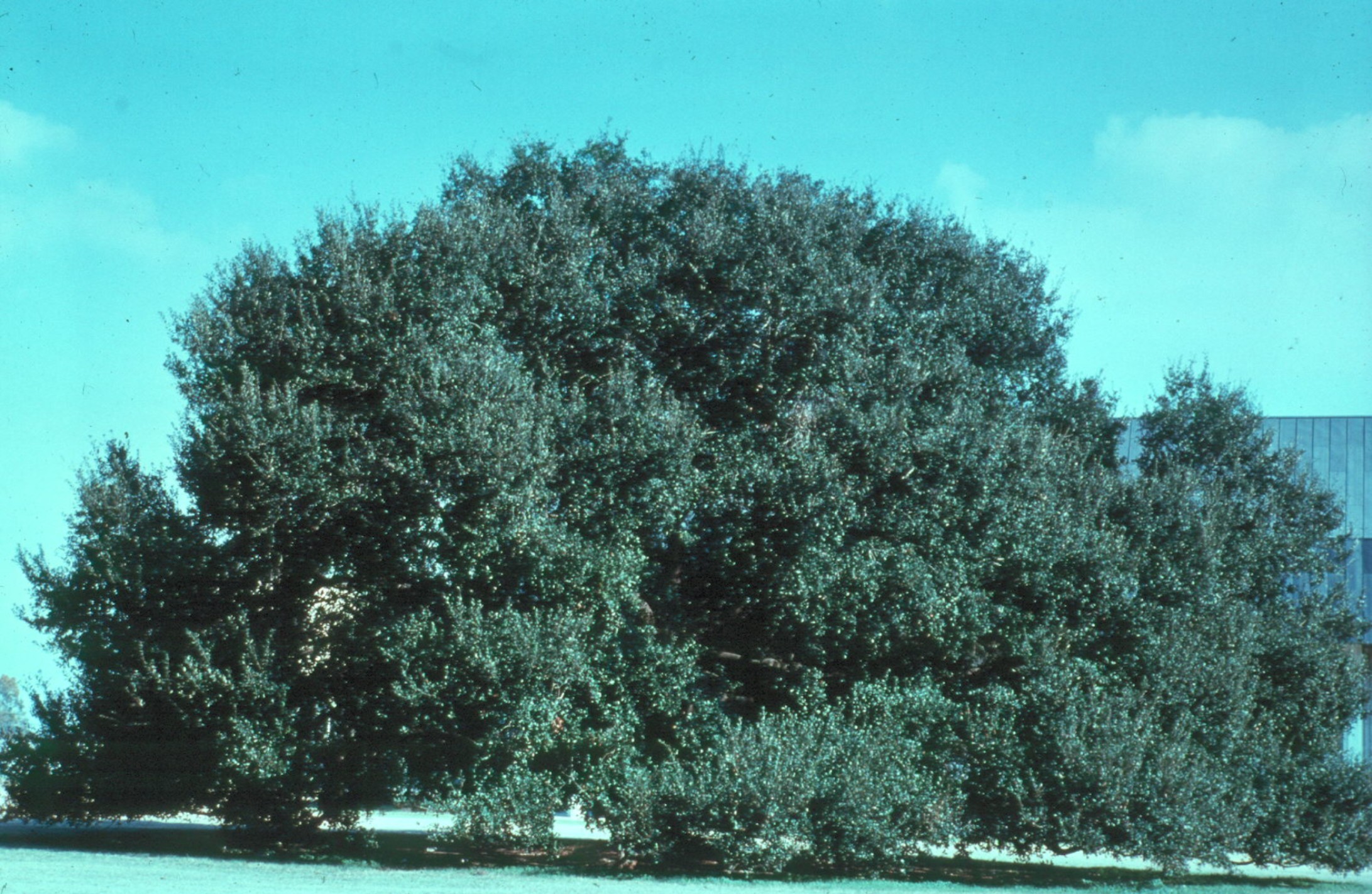 Quercus virginiana / Live Oak