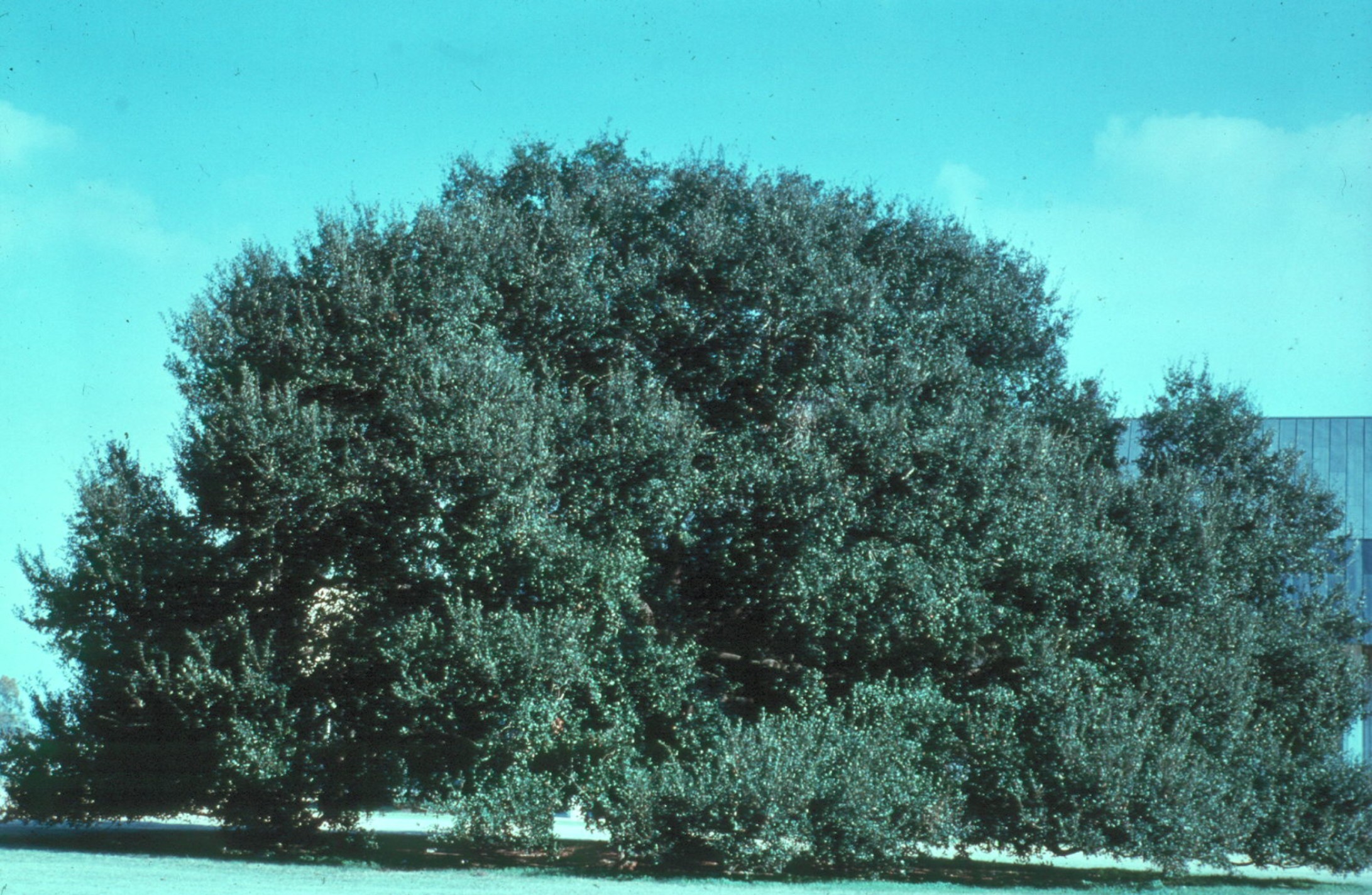 Quercus virginiana / Quercus virginiana