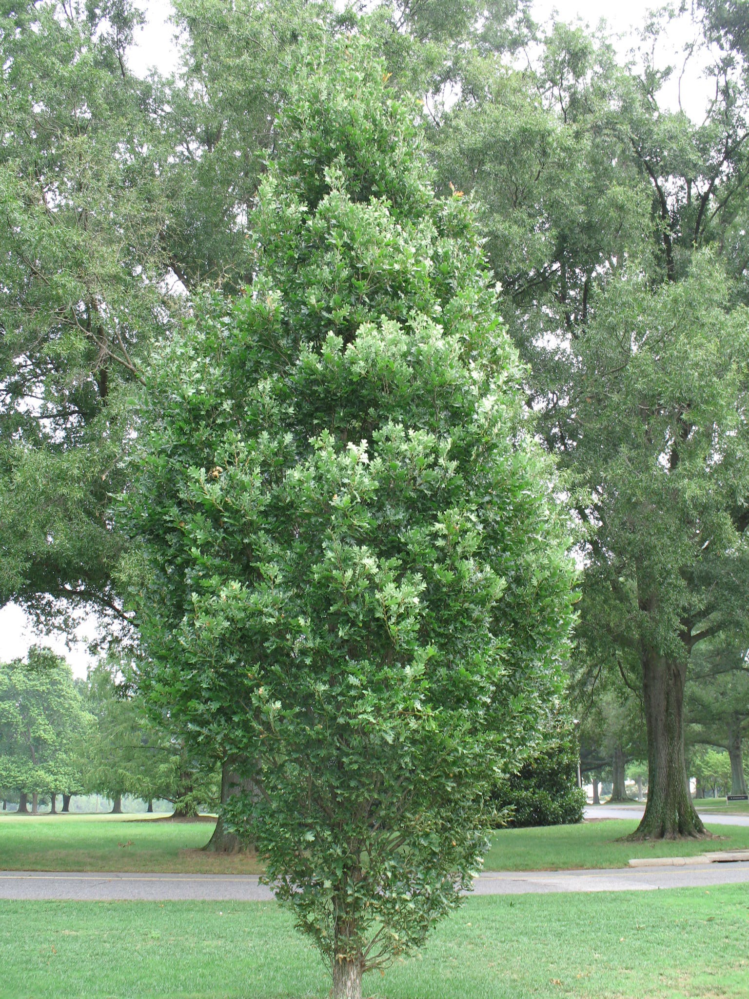 Quercus alba x Q. robur 'Crimschmidt / Crimson Spire Oak