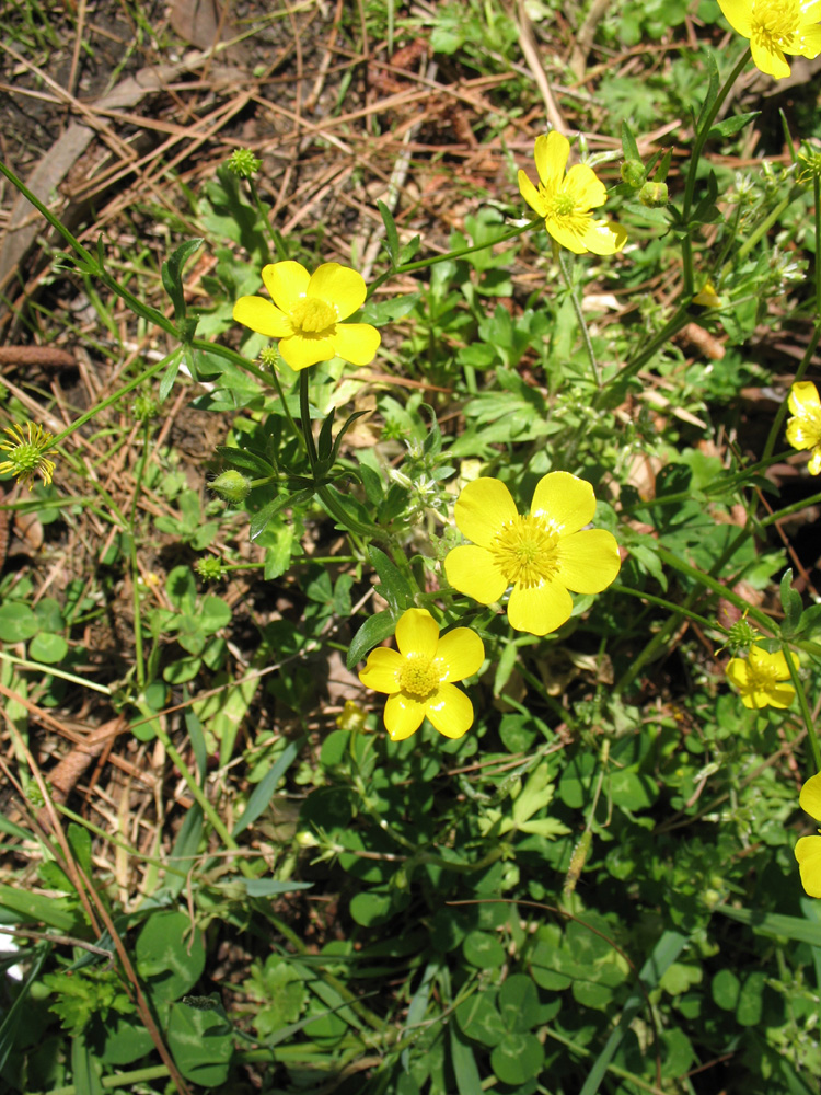 Ranunculus muricatus  / Wild Buttercup, Scilly Buttercup, Spinyfruit Buttercup