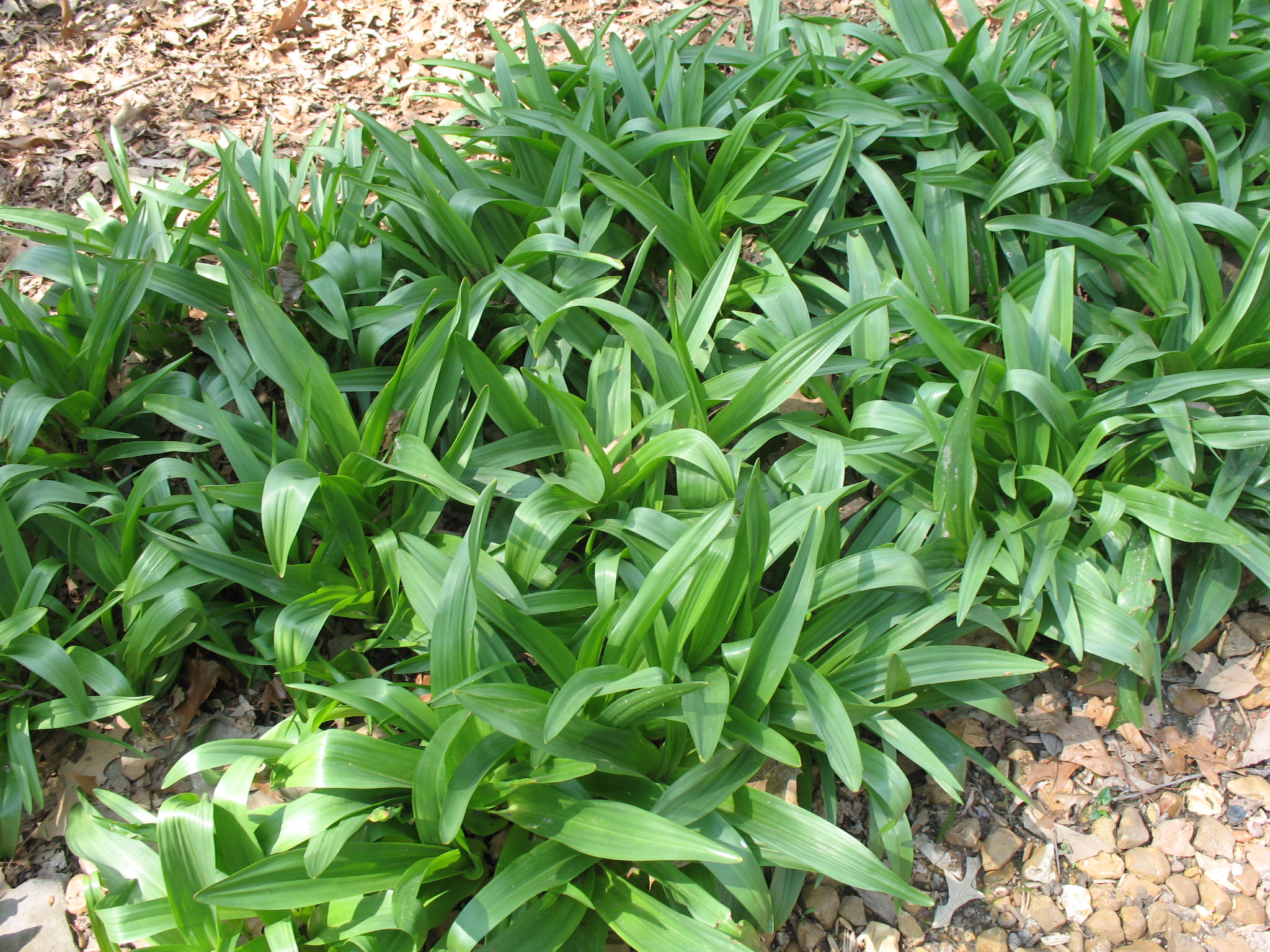 Rhodea japonica / Nippon Lily, Sacred Lily