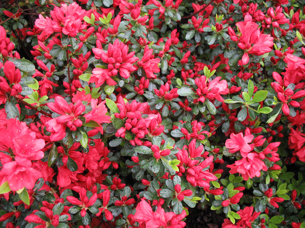 Rhododendron 'Hershey's Orange'  / Rhododendron 'Hershey's Orange' 