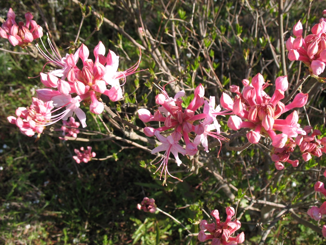 Rhododendron canescens 'Crane's Creek' / 