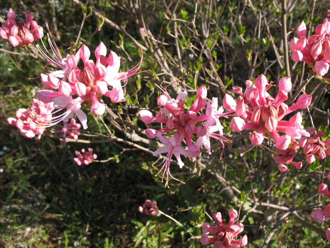 Rhododendron canescens 'Crane's Creek' / Rhododendron canescens 'Crane's Creek'