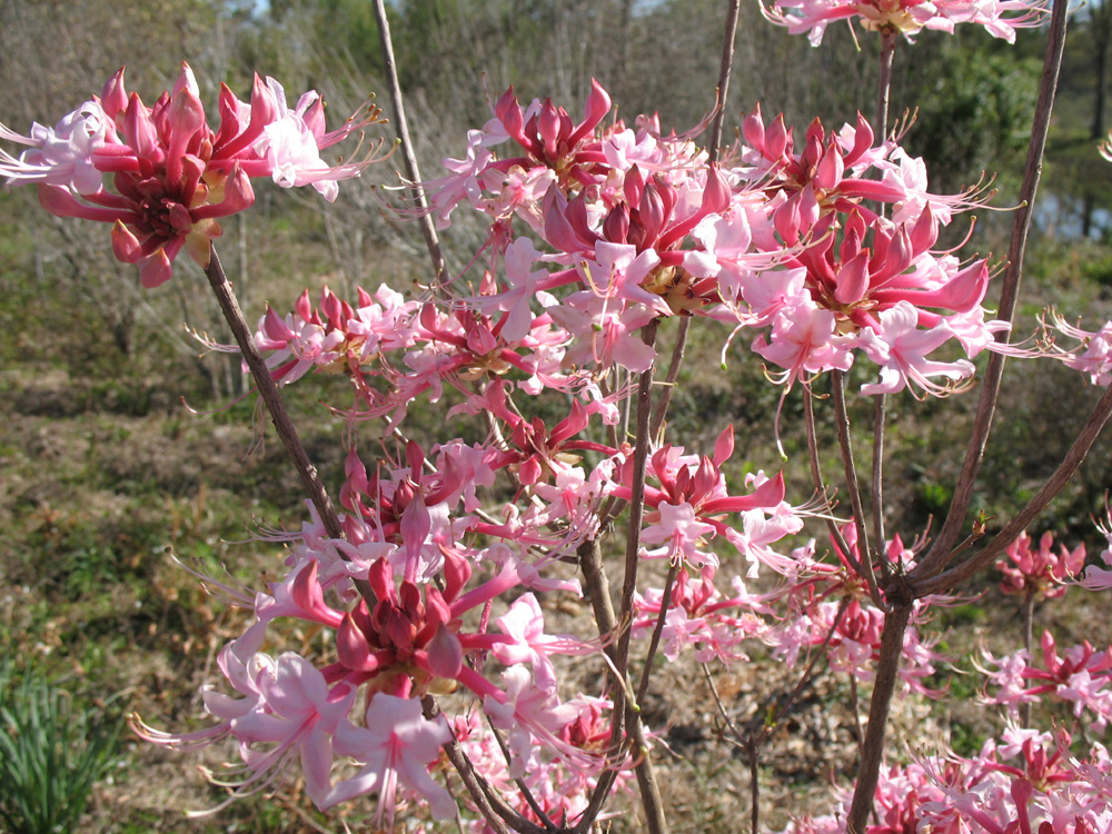 Rhododendron canescens 'Varnado's Pink' / Varnado's Pink Native Azalea