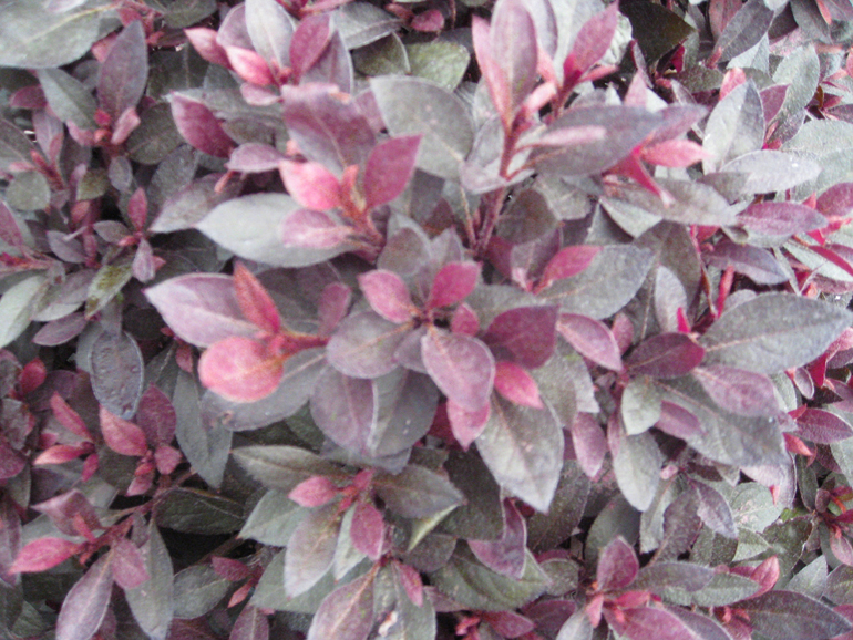 Rhododendron 'Crimson Queen'  / Rhododendron 'Crimson Queen' 